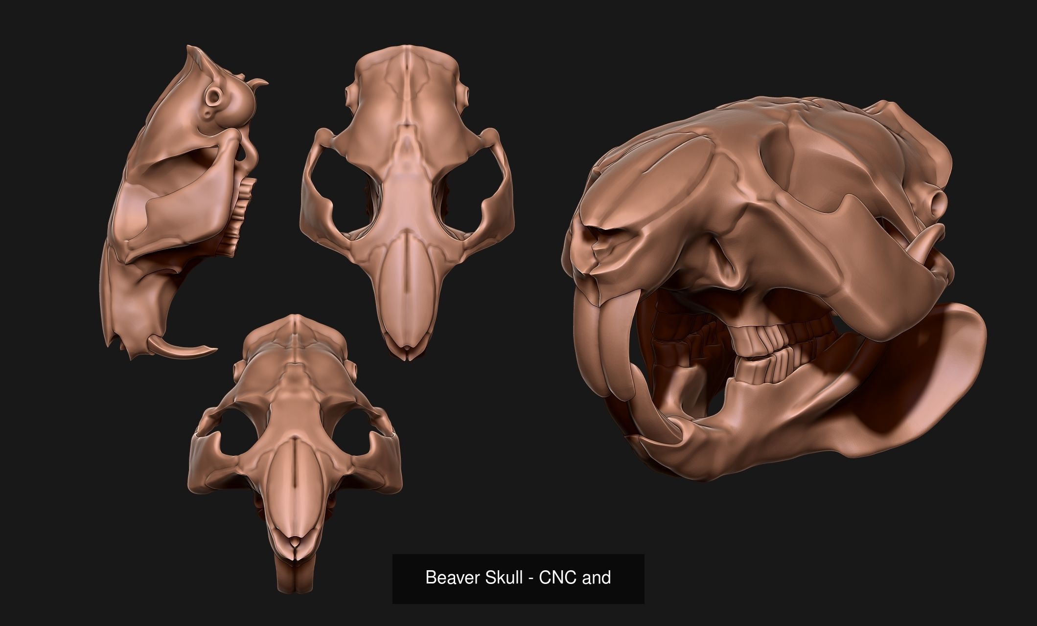 Animal Skulls Vol 1 - CNC and 3D Print 3D Model Collection_5
