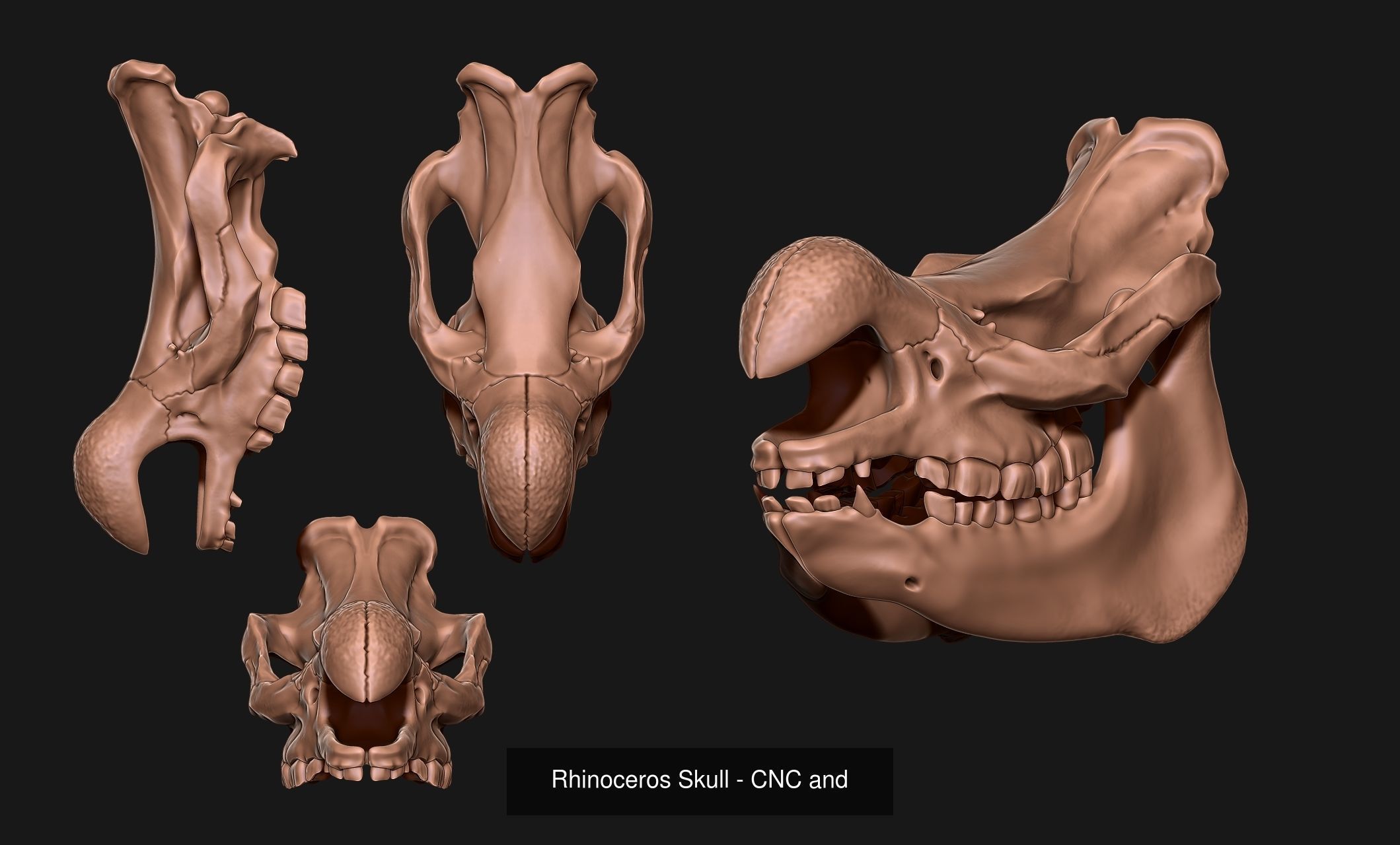 Animal Skulls Vol 1 - CNC and 3D Print 3D Model Collection_4