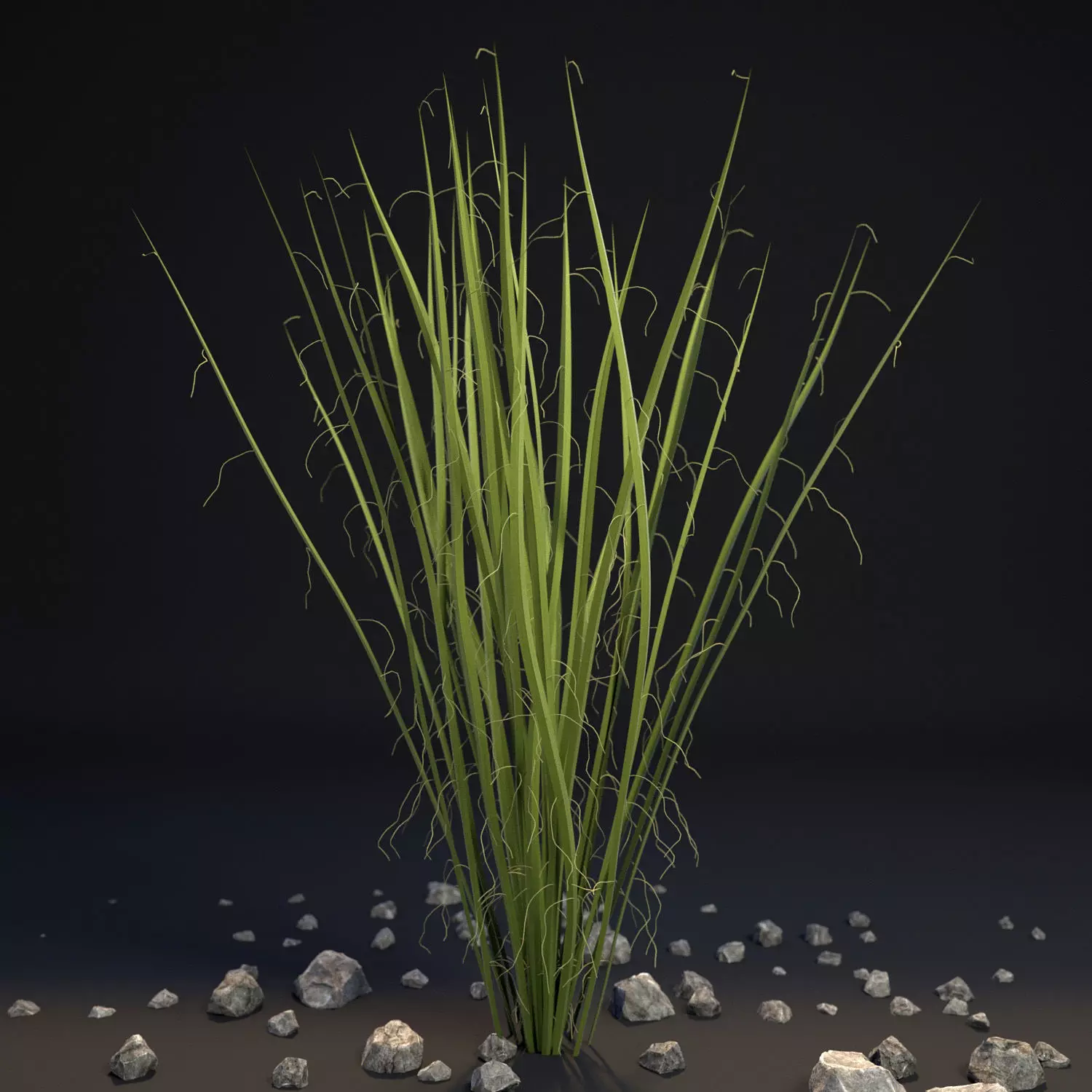 Agave II 3D model