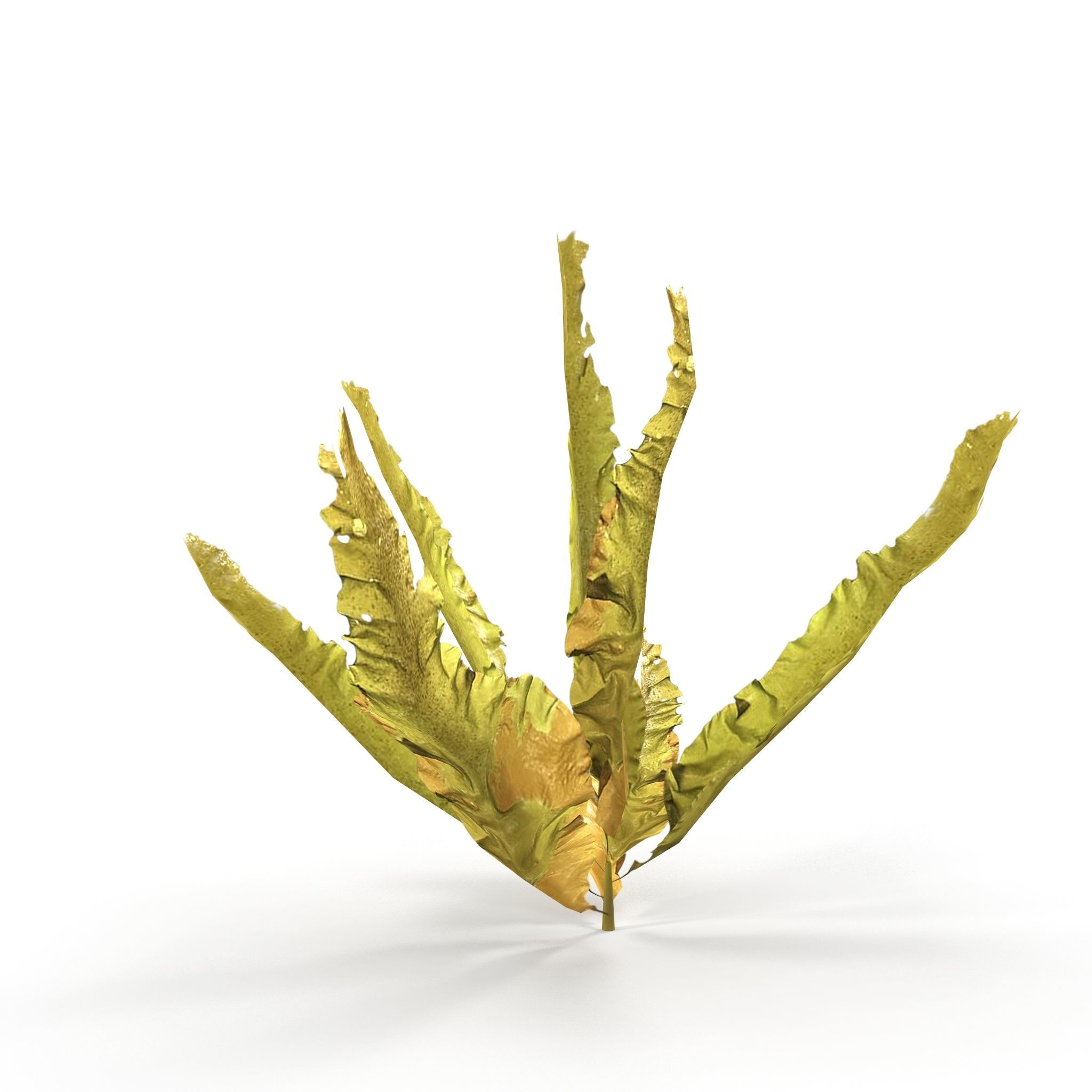 Seaweed Yellow V1 Low-poly 3D model_2