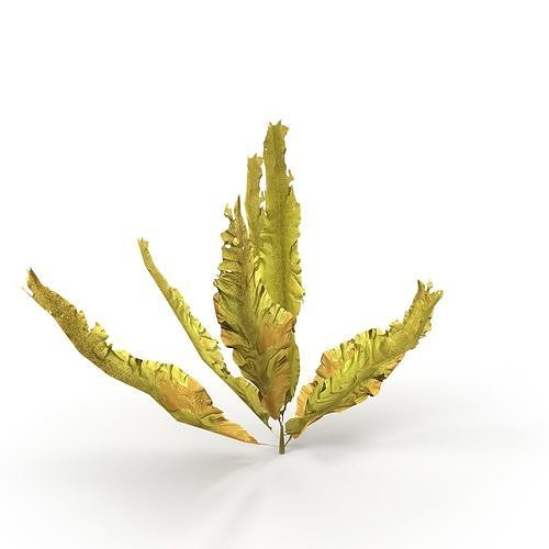 Seaweed Yellow V1 Low-poly 3D model