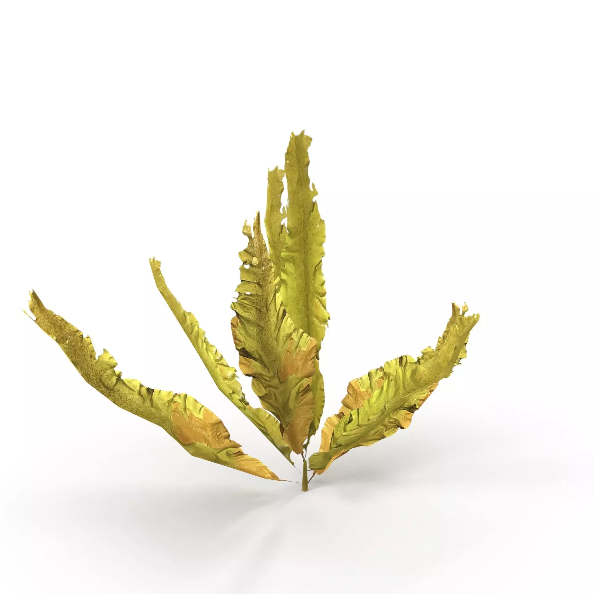Seaweed Yellow V1 Low-poly 3D model_0