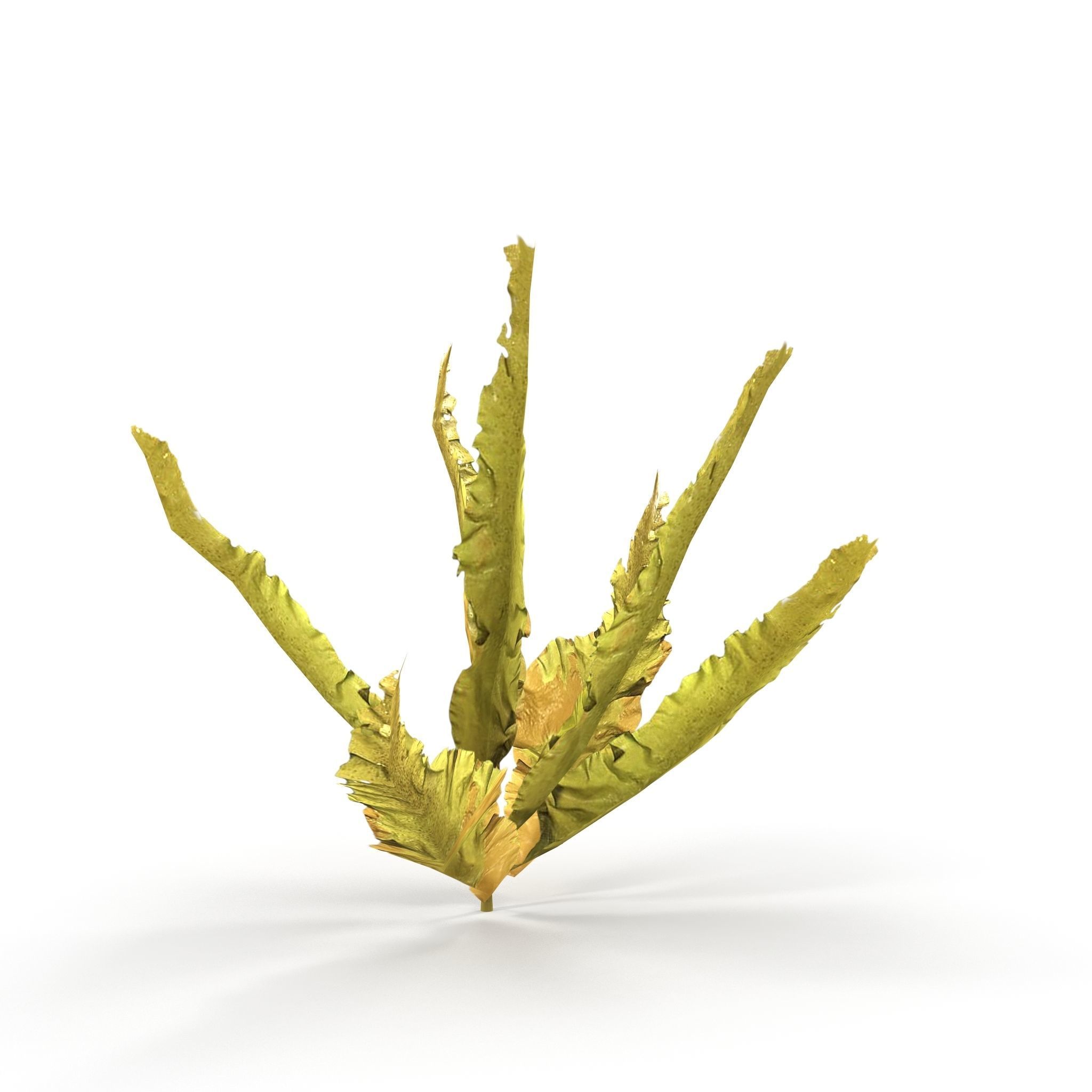 Seaweed Yellow V1 Low-poly 3D model_3