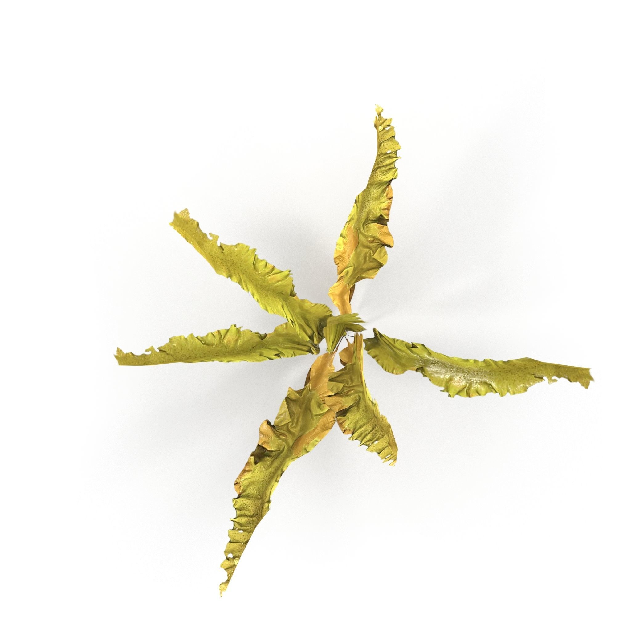 Seaweed Yellow V1 Low-poly 3D model_1