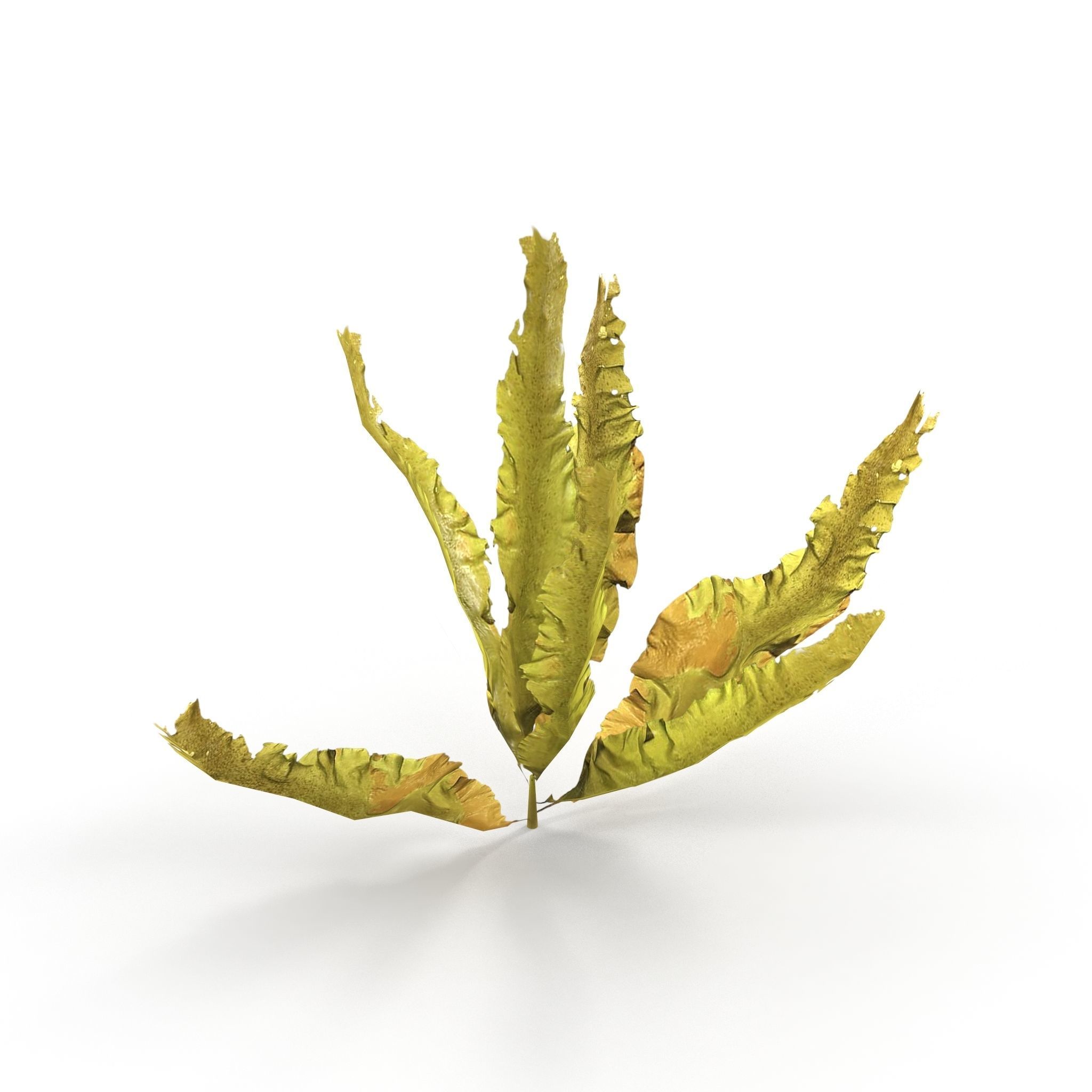 Seaweed Yellow V1 Low-poly 3D model_4