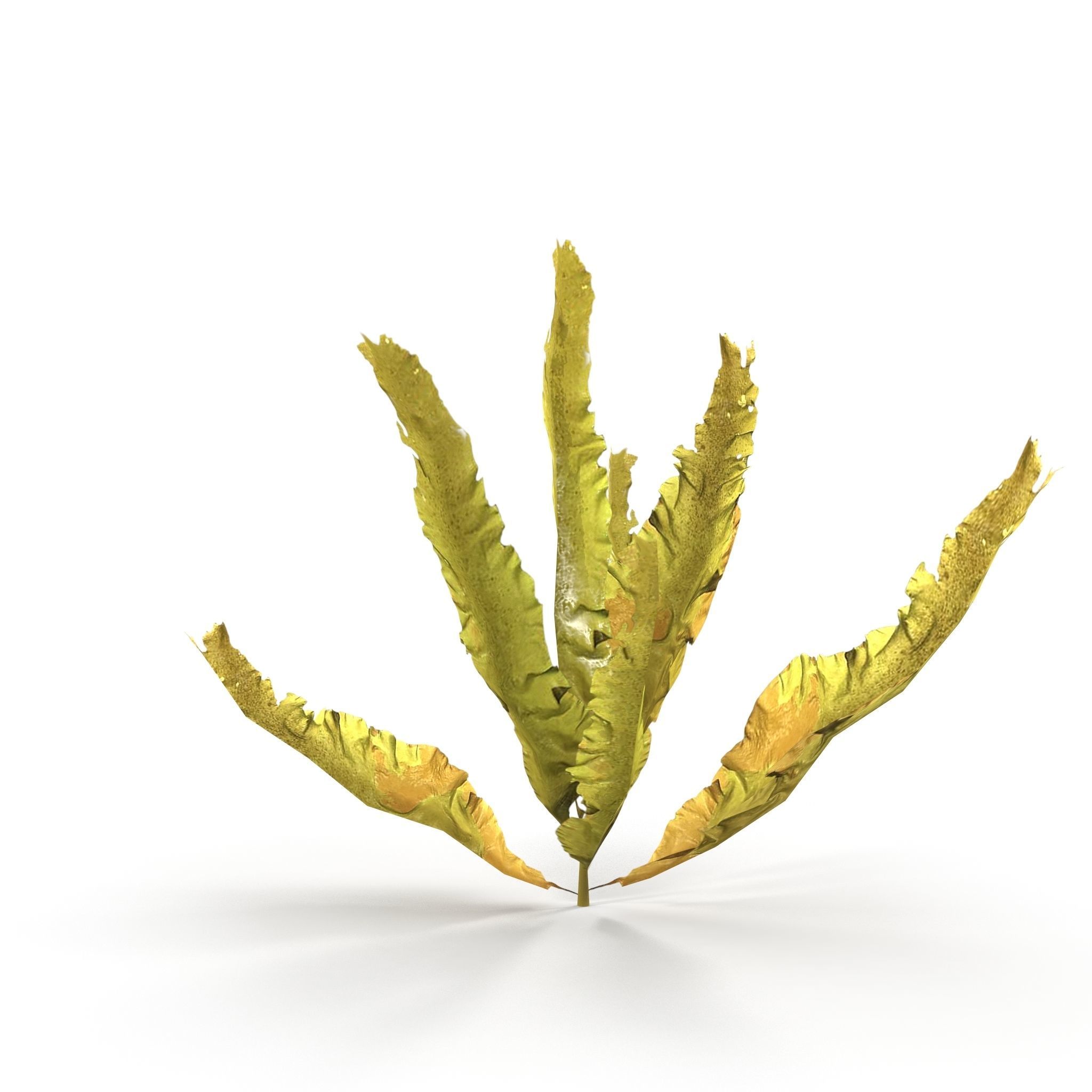 Seaweed Yellow V1 Low-poly 3D model_6
