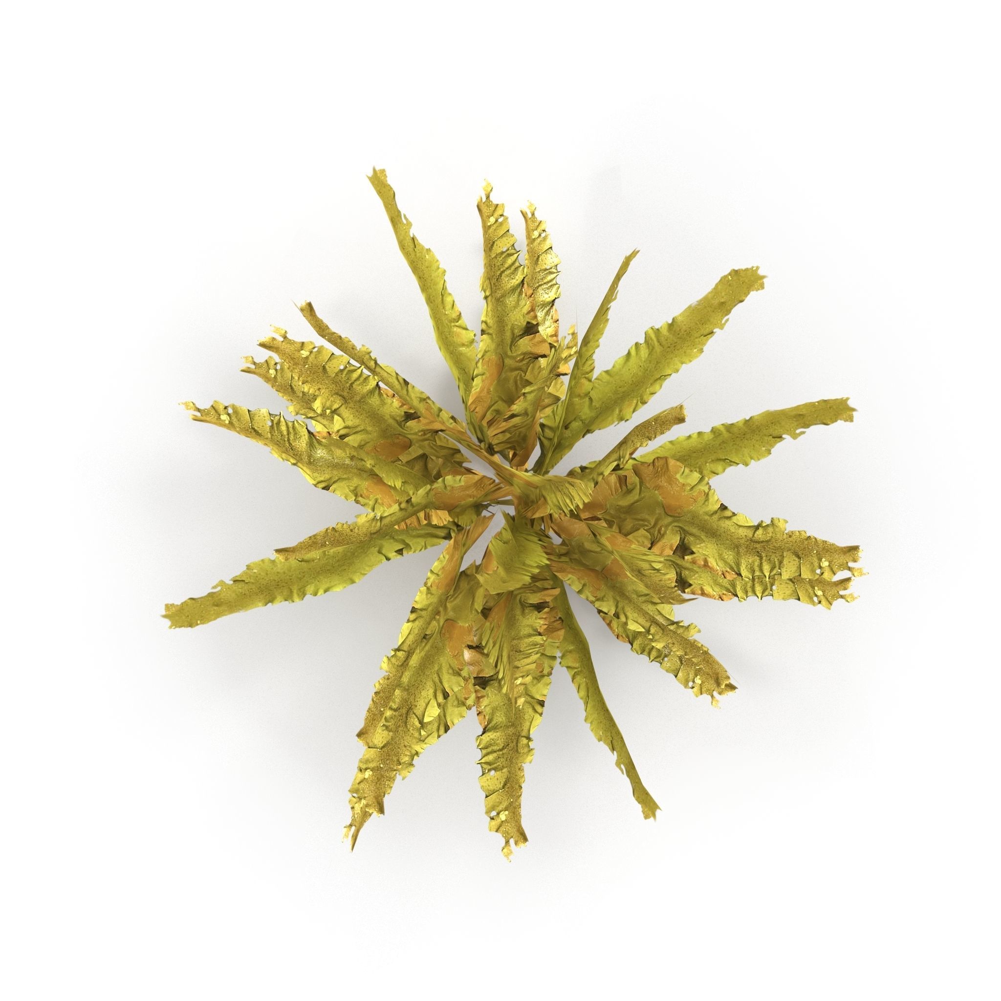 Seaweed Yellow V2 3D model_1