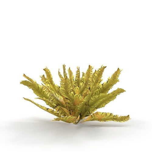 Seaweed Yellow V2 3D model