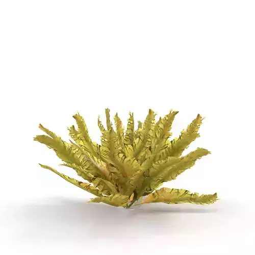 Seaweed Yellow V2 3D model