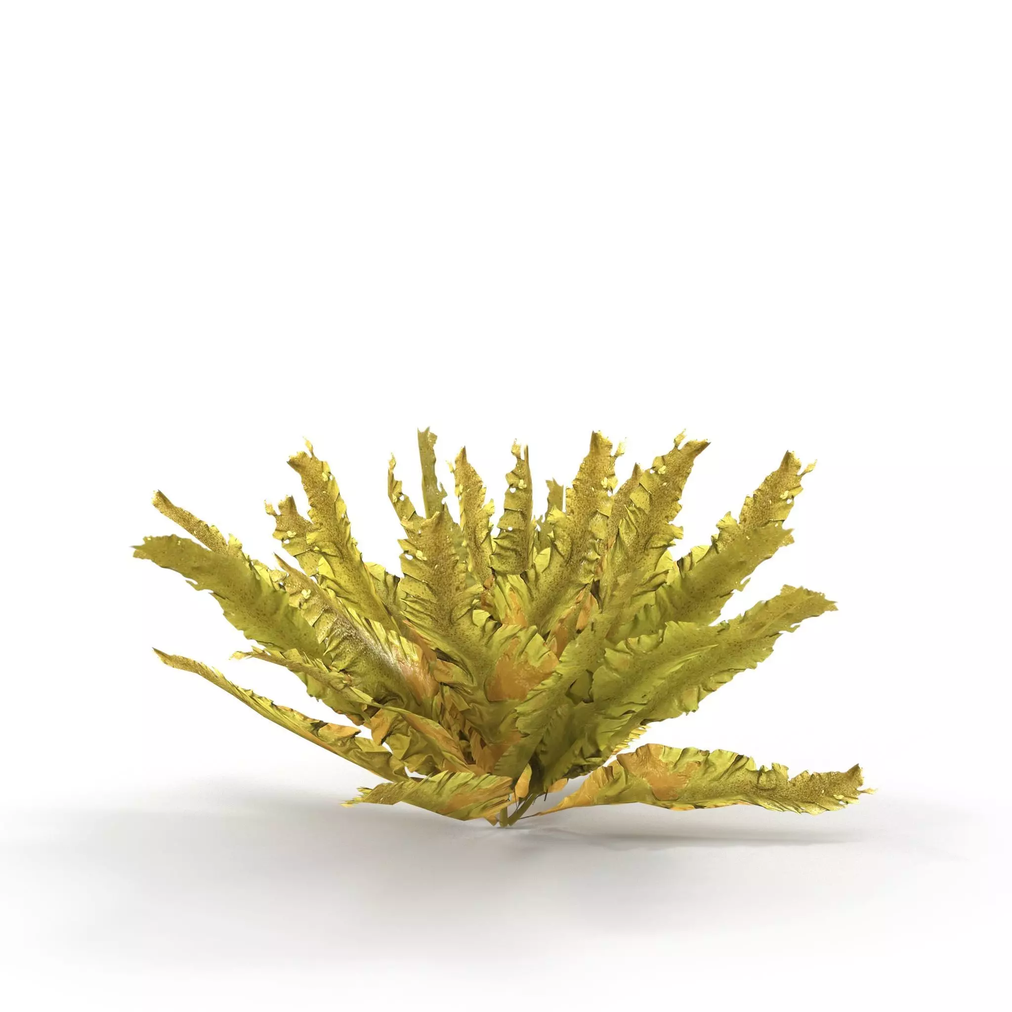Seaweed Yellow V2 3D model_0
