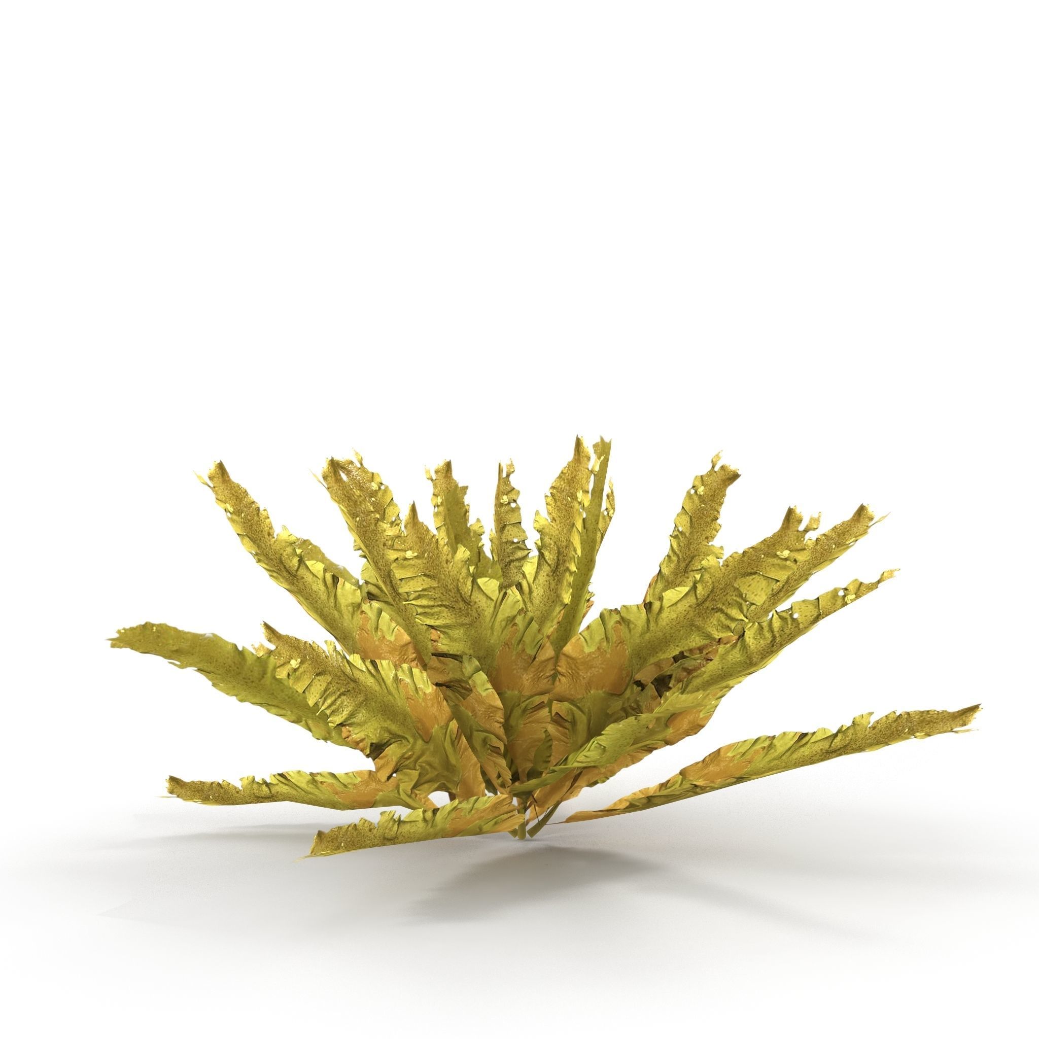 Seaweed Yellow V2 3D model_4
