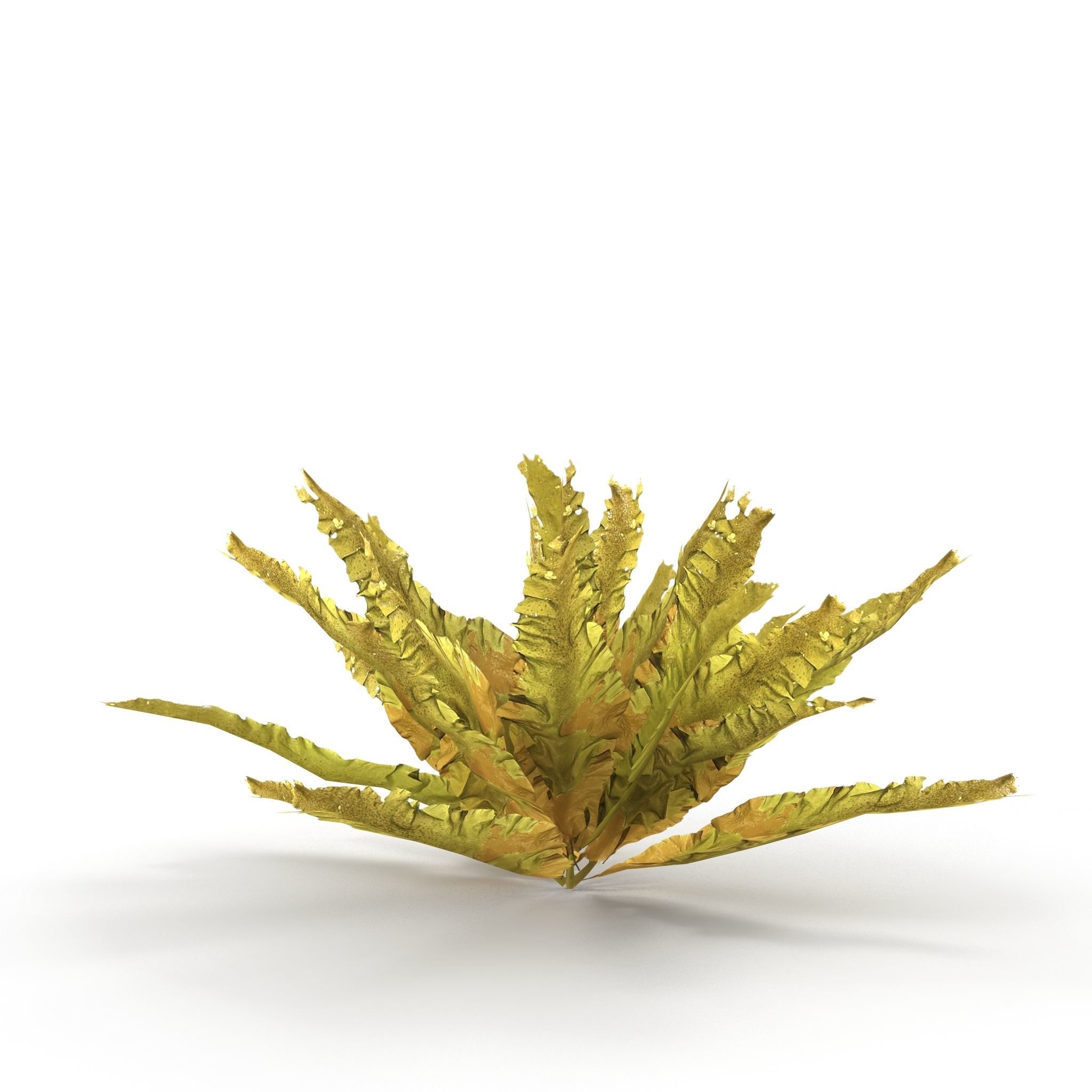 Seaweed Yellow V2 3D model_6