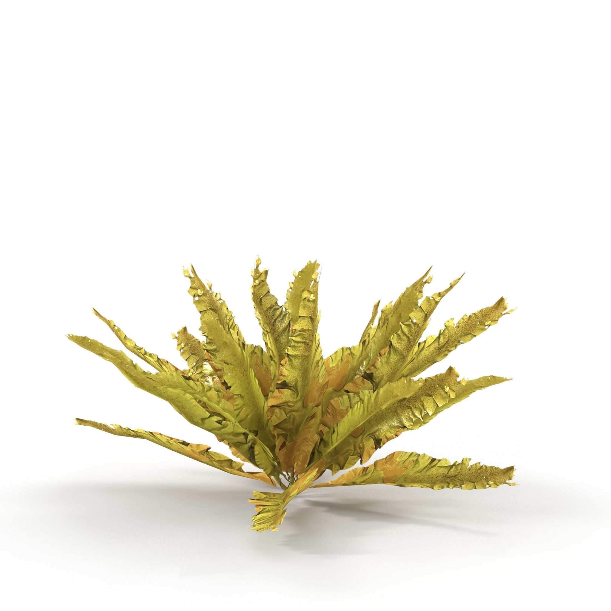 Seaweed Yellow V2 3D model_2