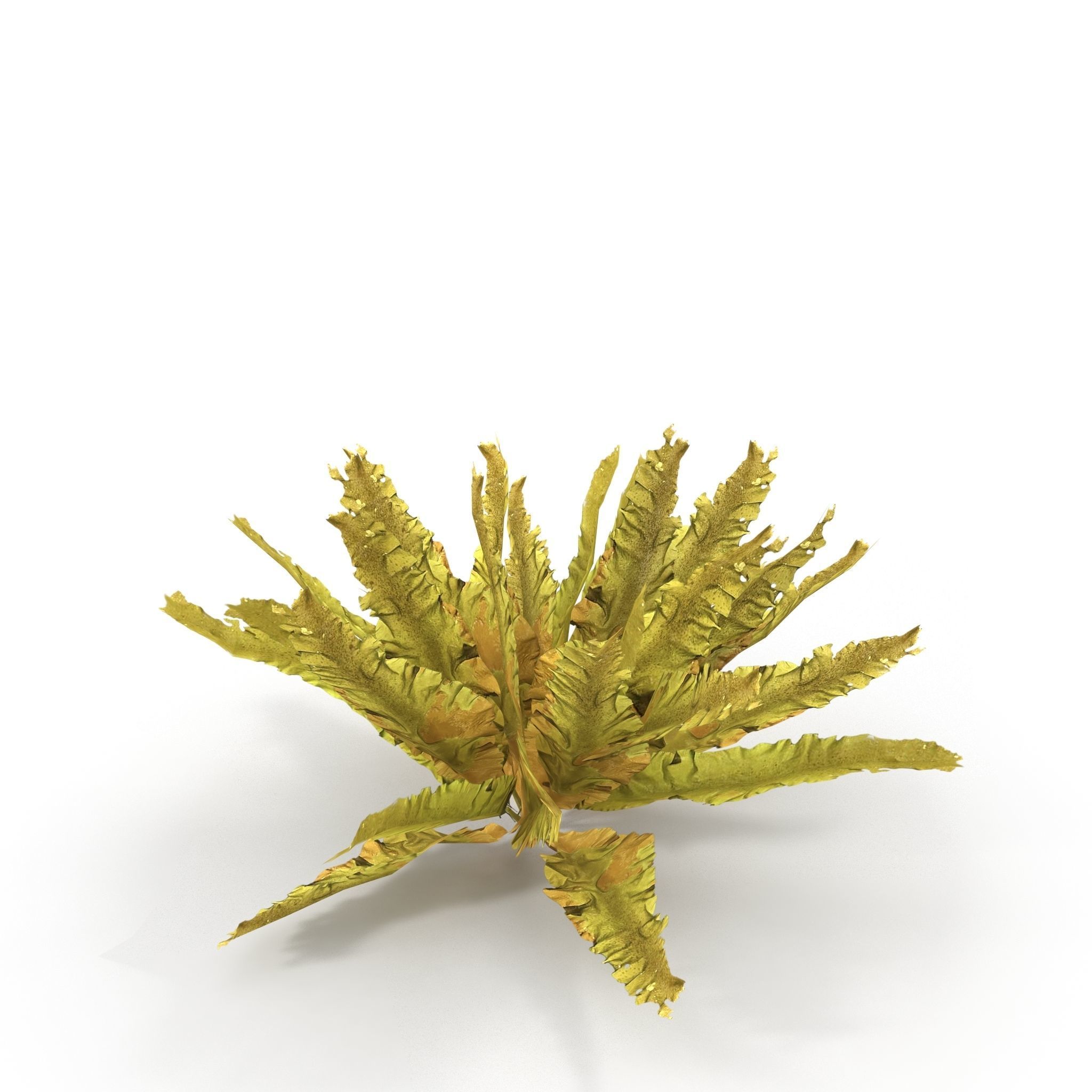 Seaweed Yellow V2 3D model_5