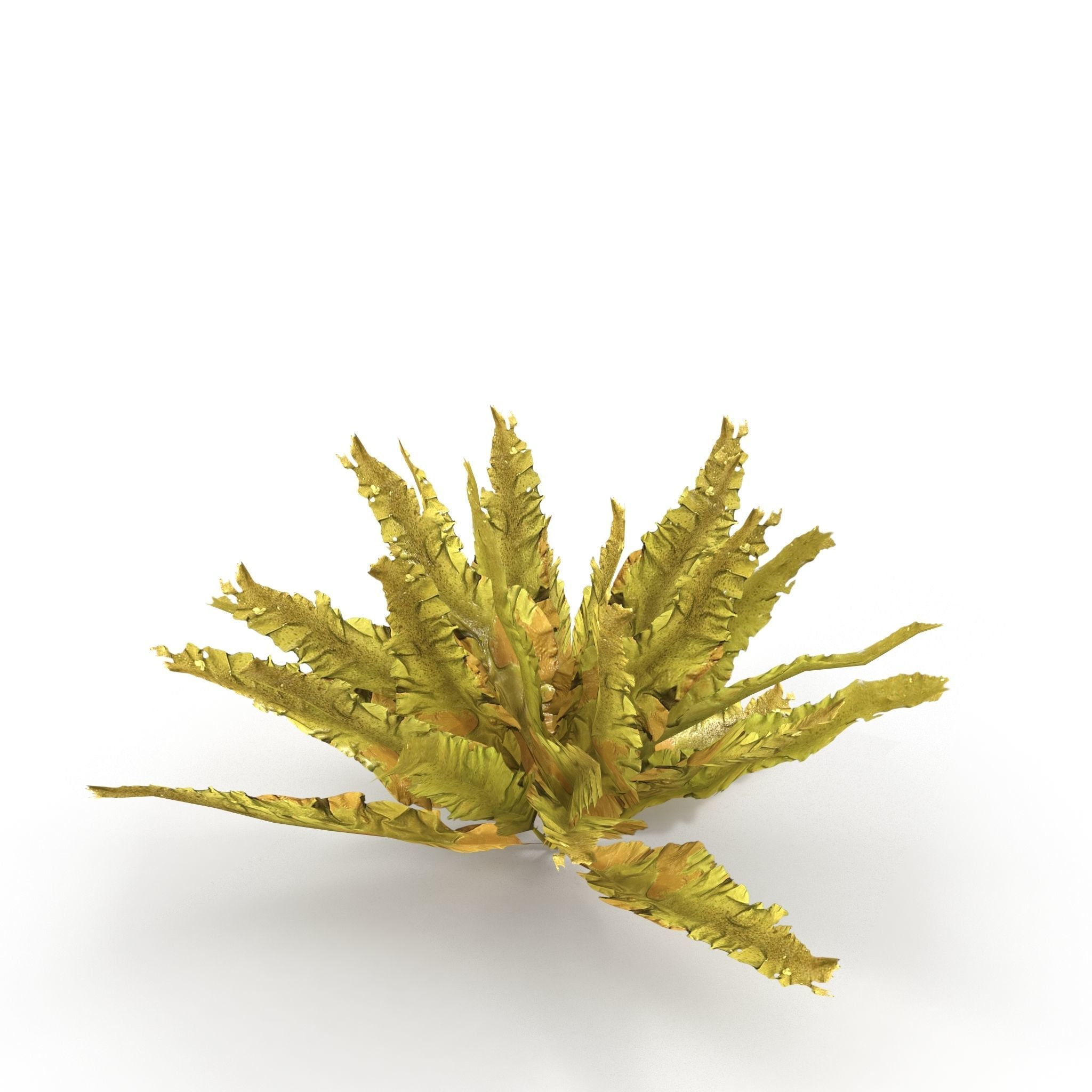 Seaweed Yellow V2 3D model_3