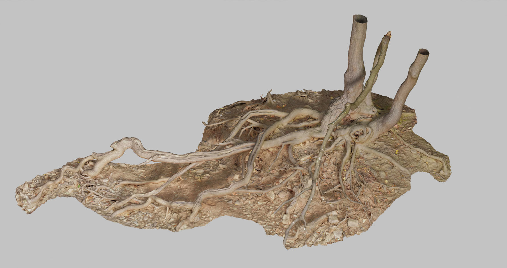 PBR Oak Roots Big Photoscan 3D model_15