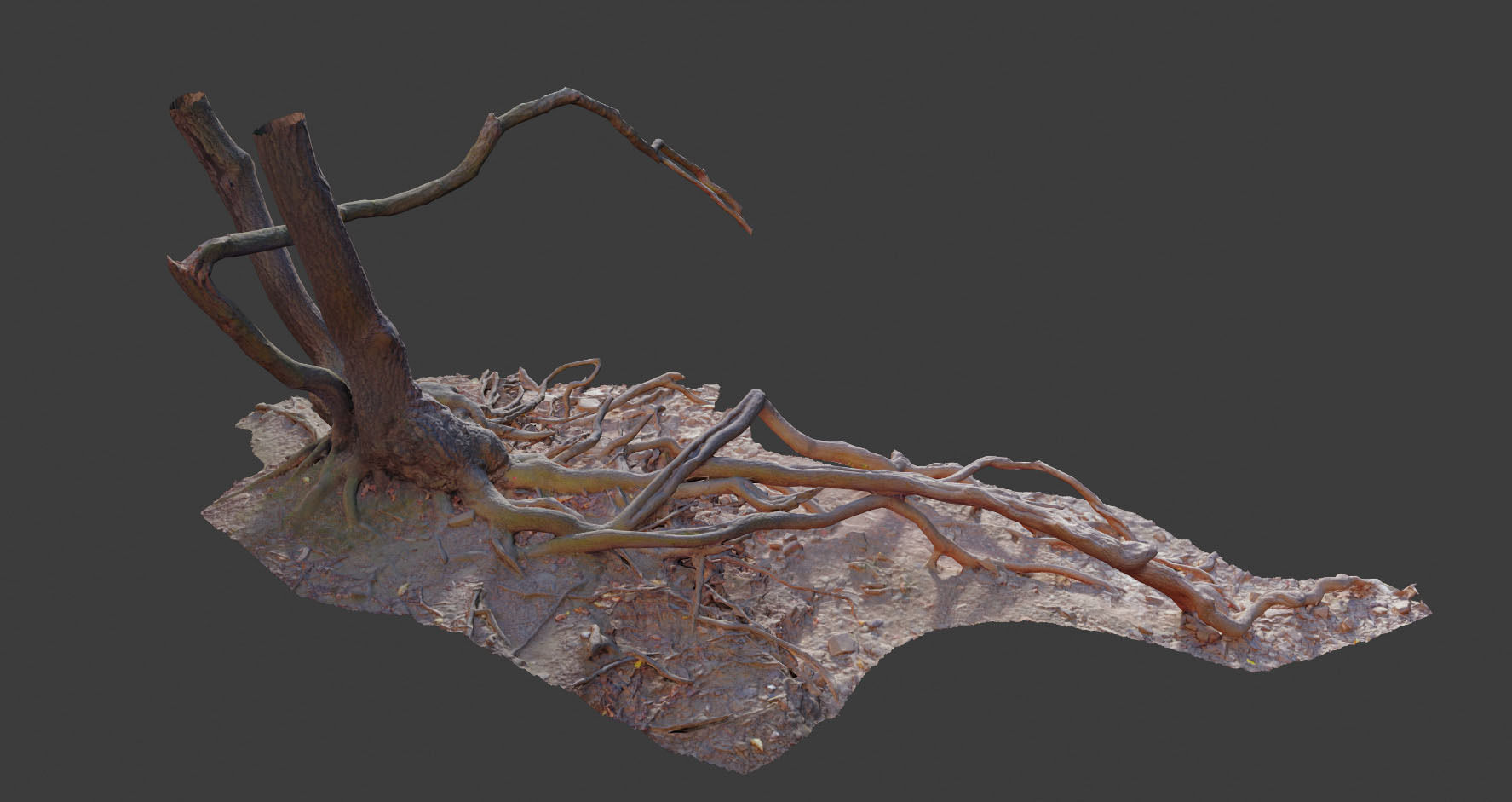 PBR Oak Roots Big Photoscan 3D model_2