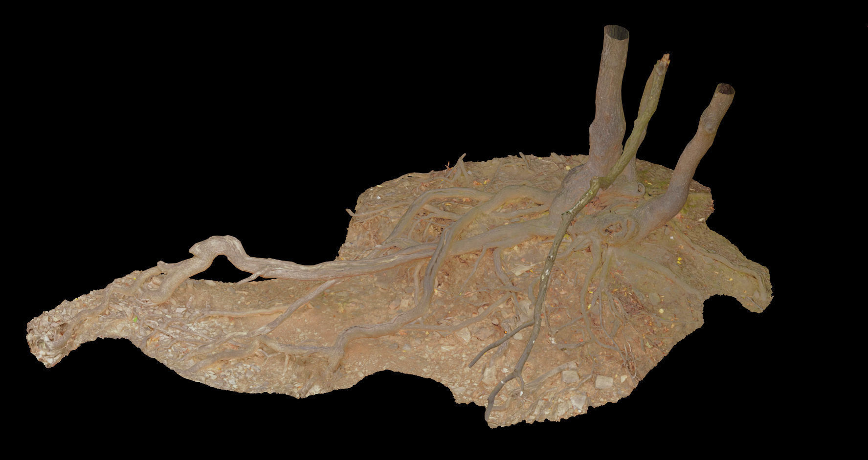 PBR Oak Roots Big Photoscan 3D model_4