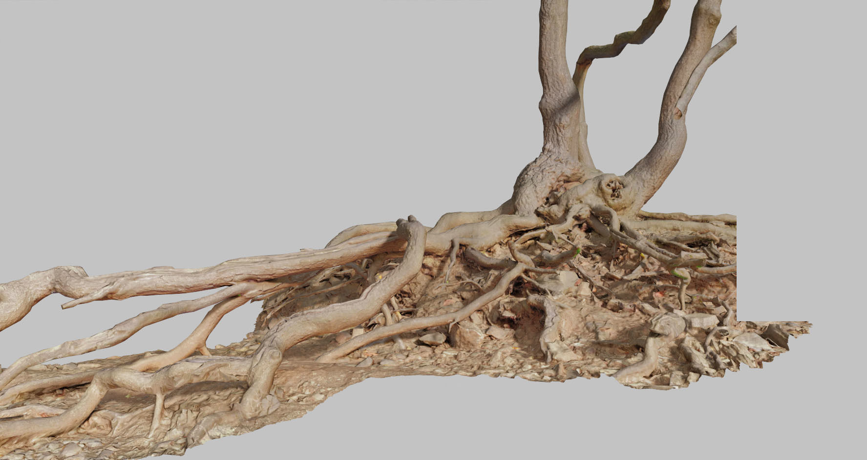 PBR Oak Roots Big Photoscan 3D model_12