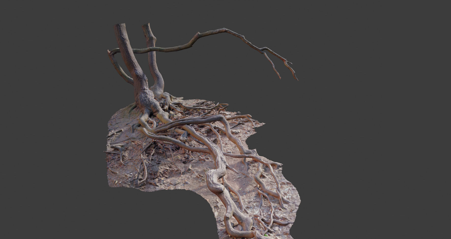 PBR Oak Roots Big Photoscan 3D model_10