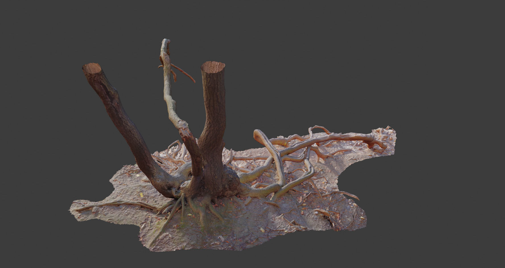 PBR Oak Roots Big Photoscan 3D model_9