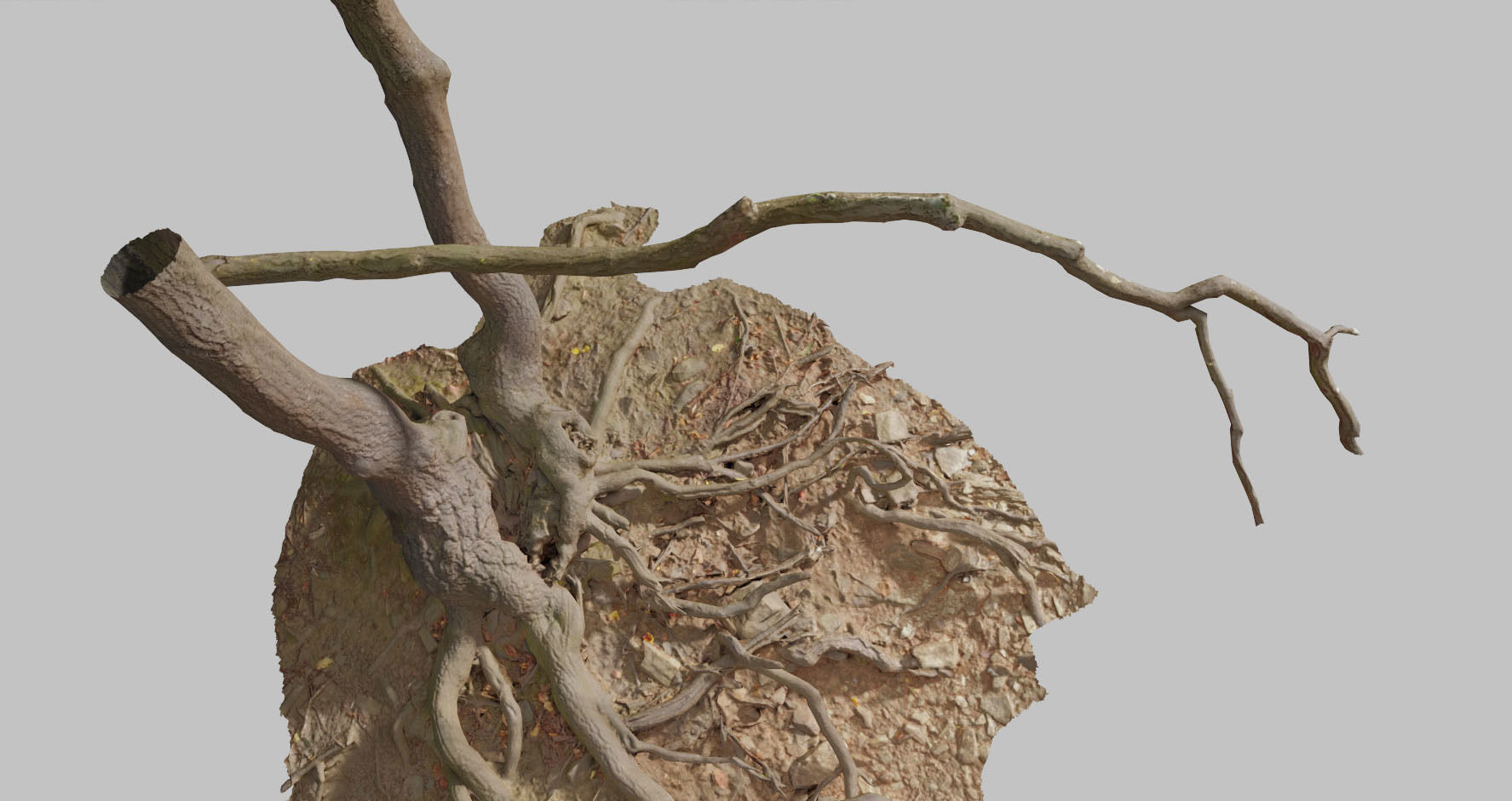 PBR Oak Roots Big Photoscan 3D model_14