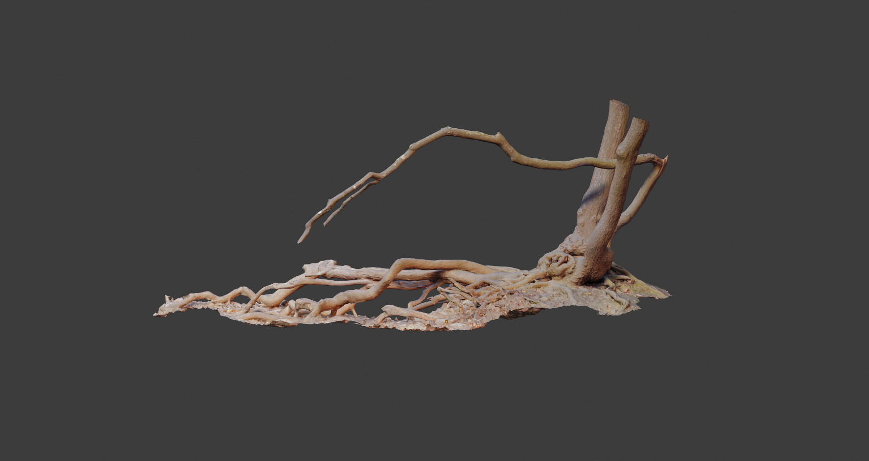 PBR Oak Roots Big Photoscan 3D model_7