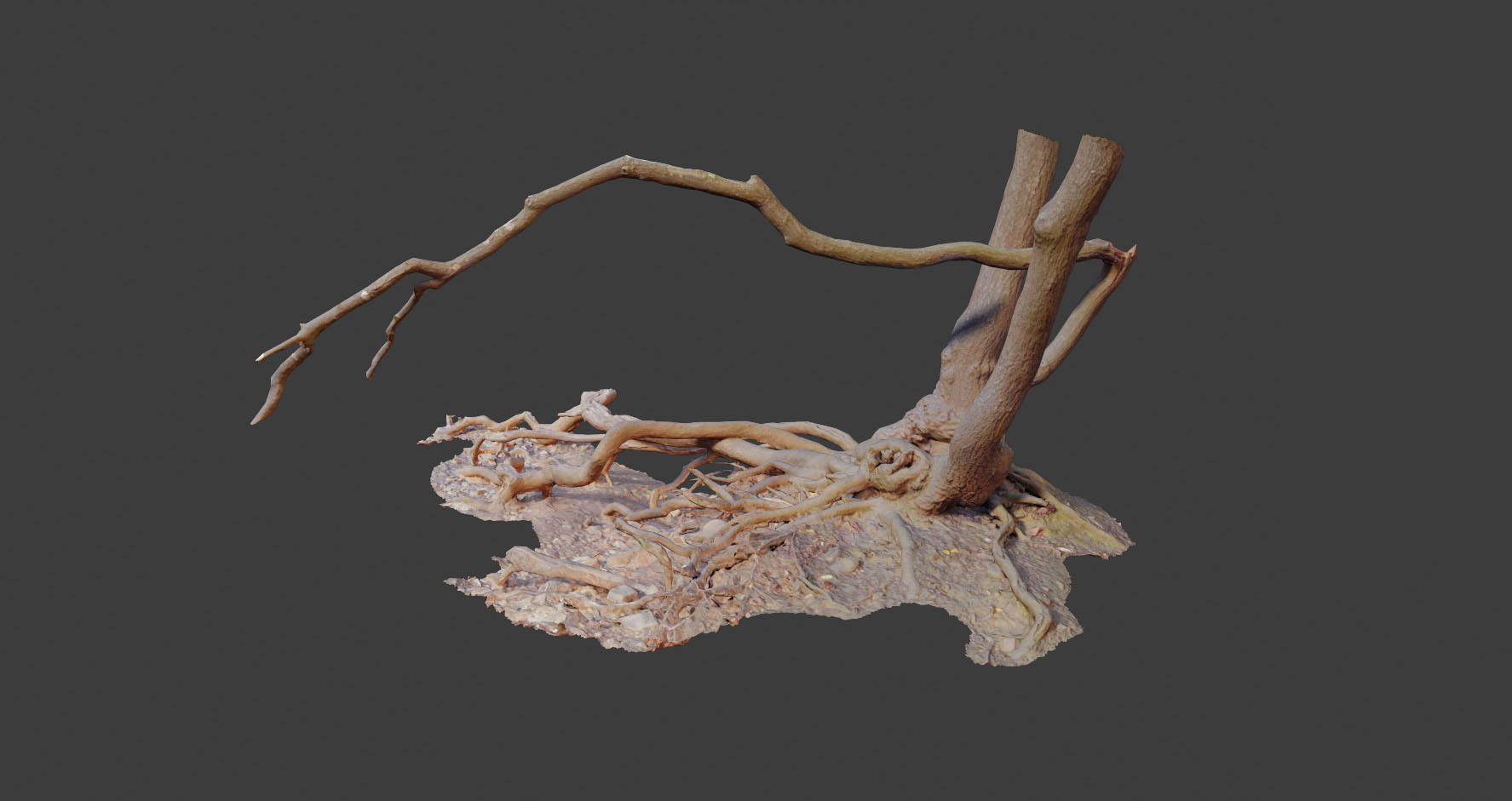 PBR Oak Roots Big Photoscan 3D model_8