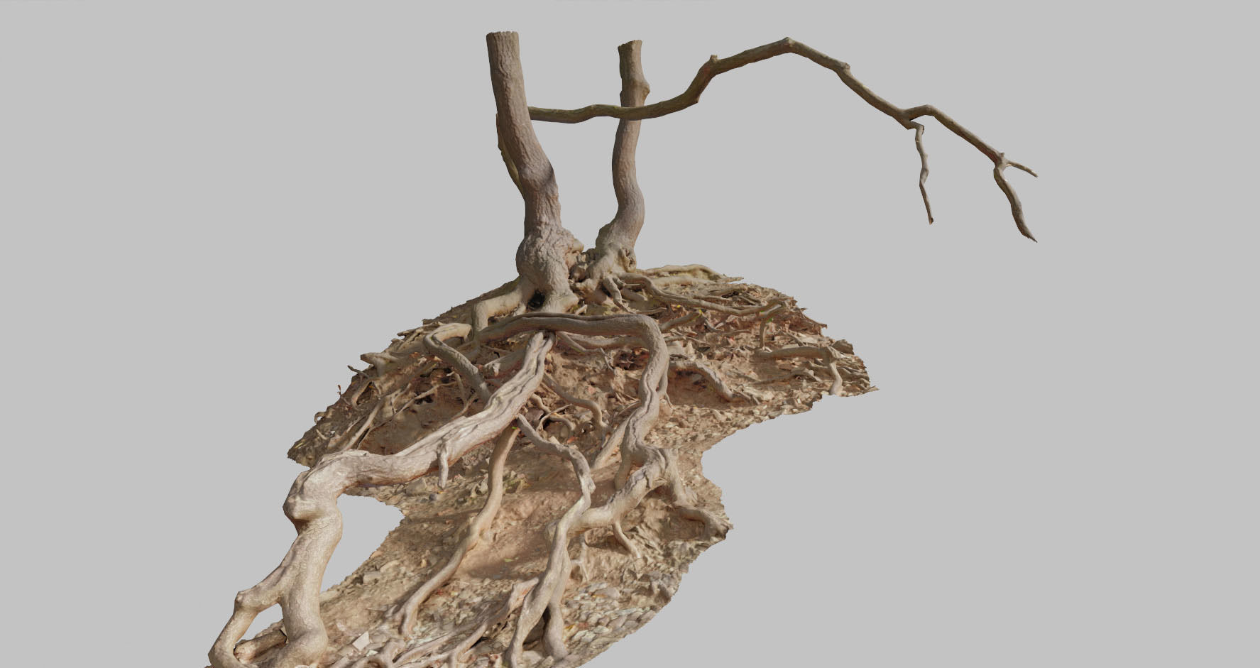PBR Oak Roots Big Photoscan 3D model_11