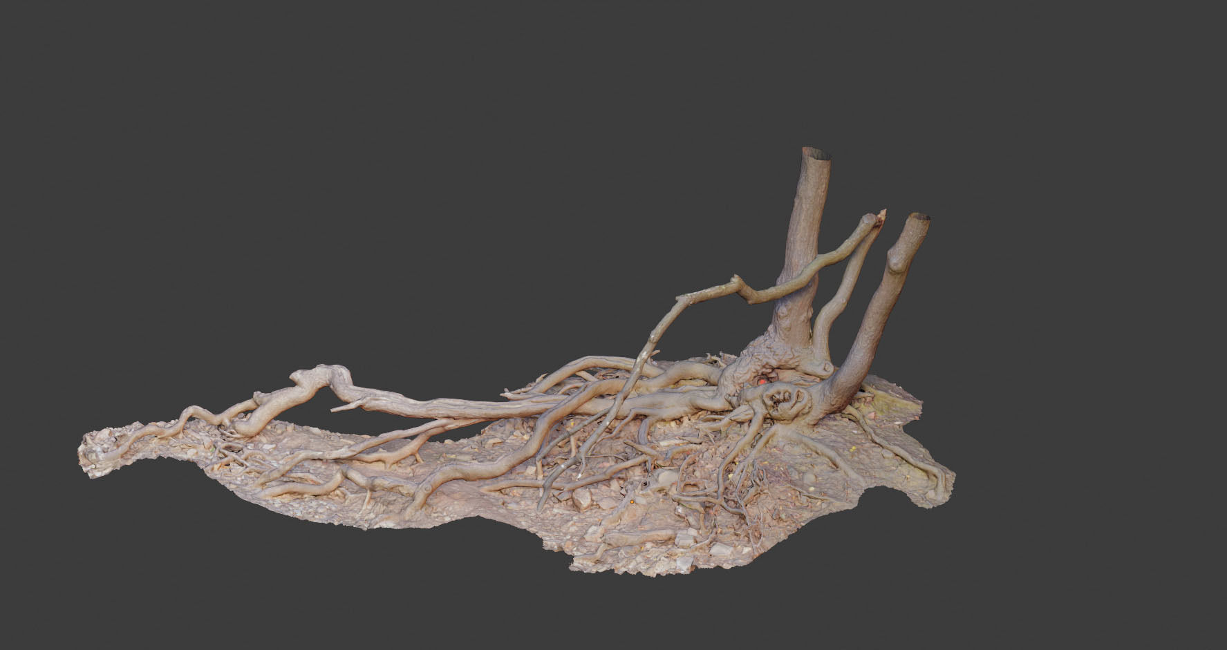 PBR Oak Roots Big Photoscan 3D model_6