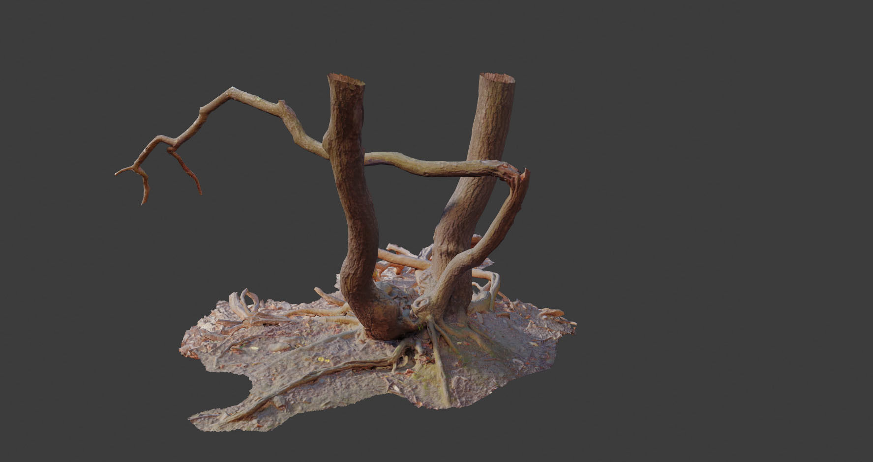 PBR Oak Roots Big Photoscan 3D model_1