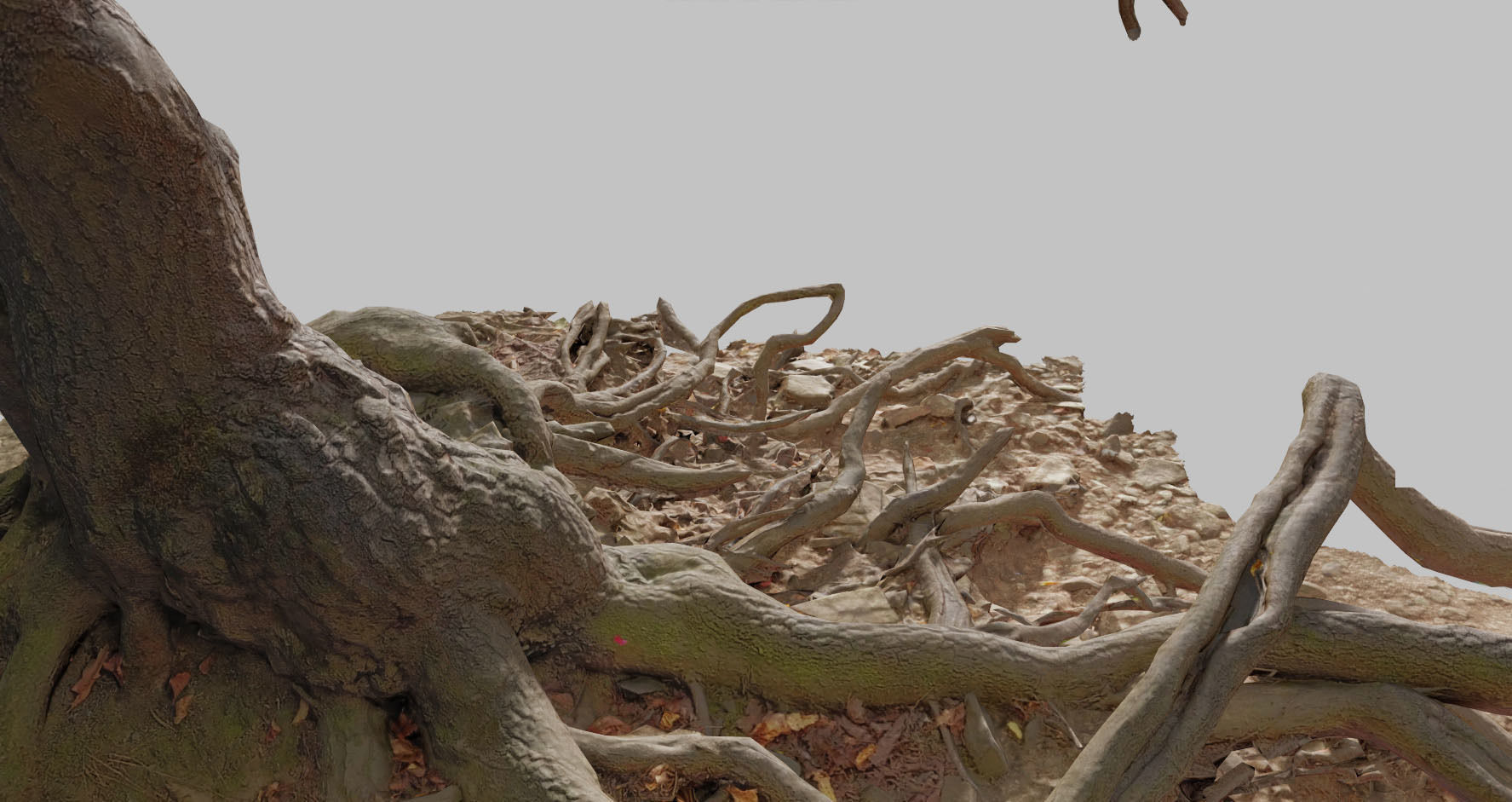 PBR Oak Roots Big Photoscan 3D model_13
