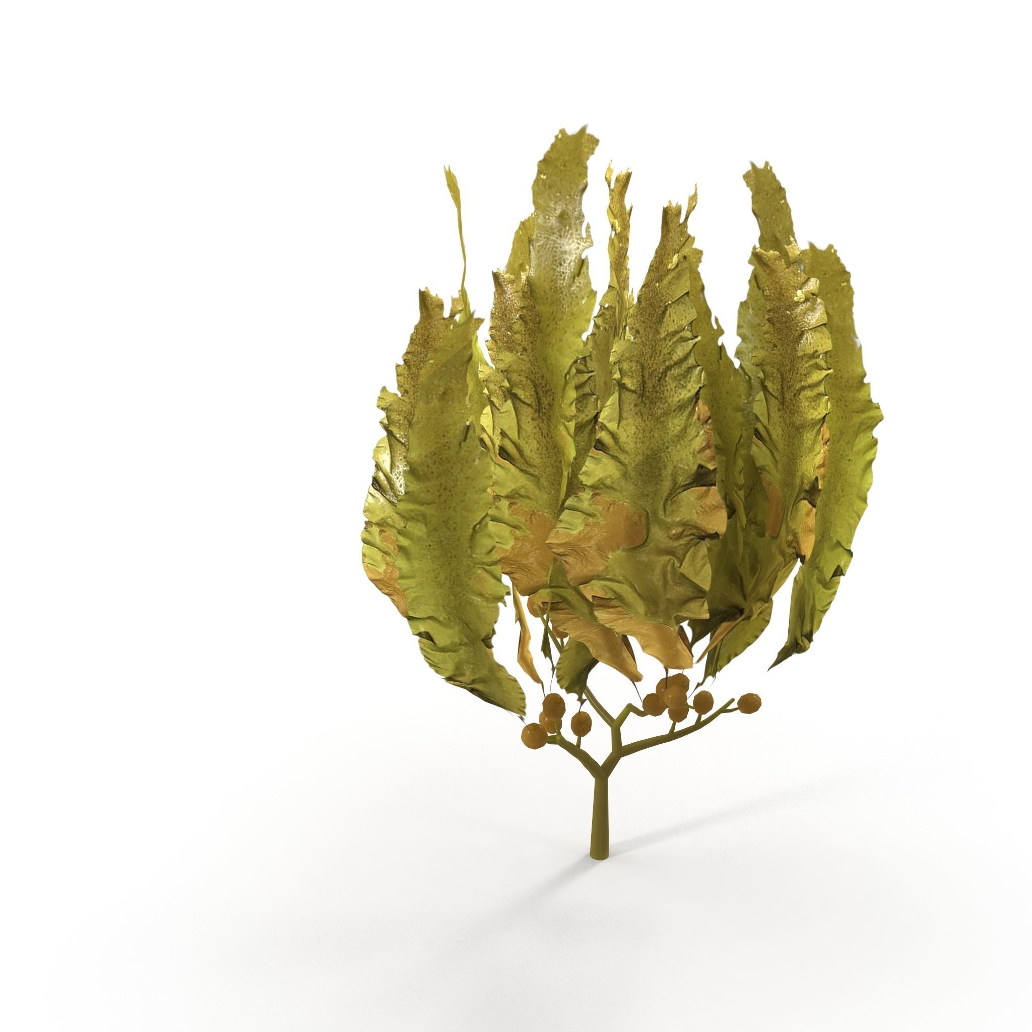 Seaweed Yellow V3 Low-poly 3D model_1