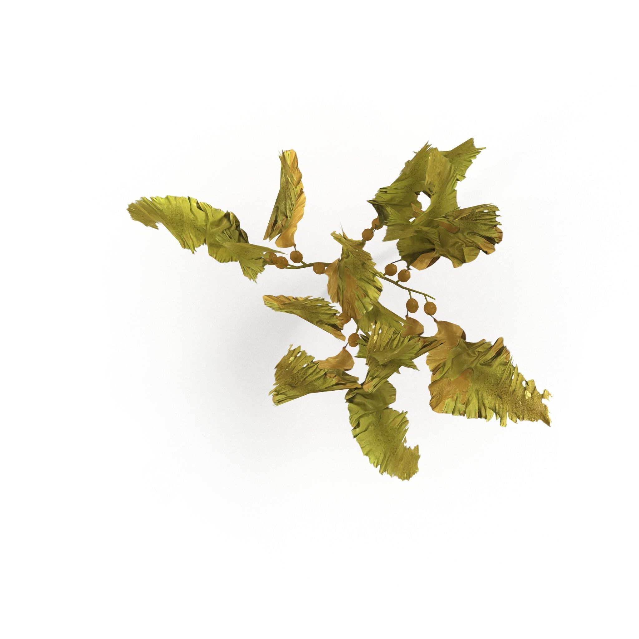 Seaweed Yellow V3 Low-poly 3D model_2