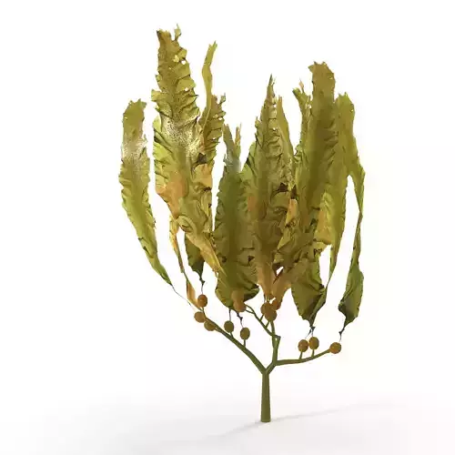 Seaweed Yellow V3 Low-poly 3D model