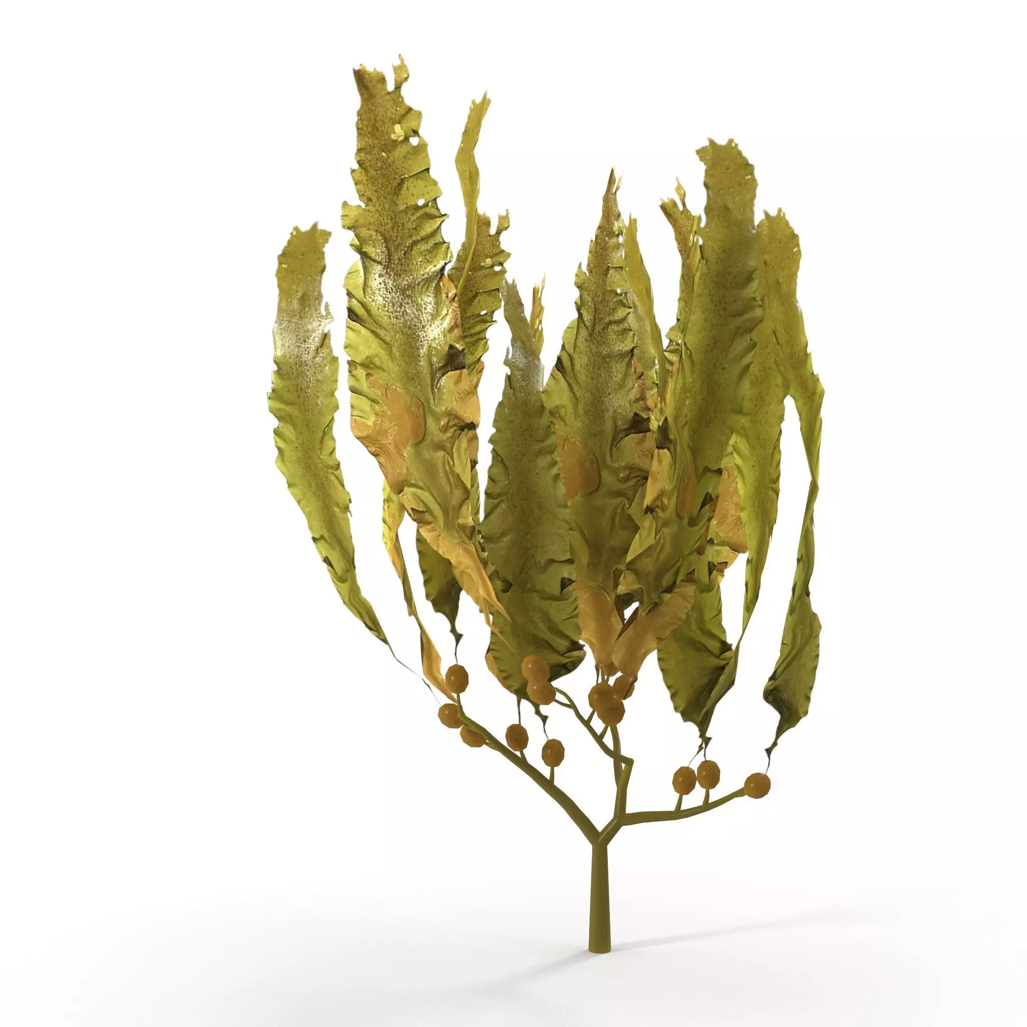 Seaweed Yellow V3 Low-poly 3D model_0
