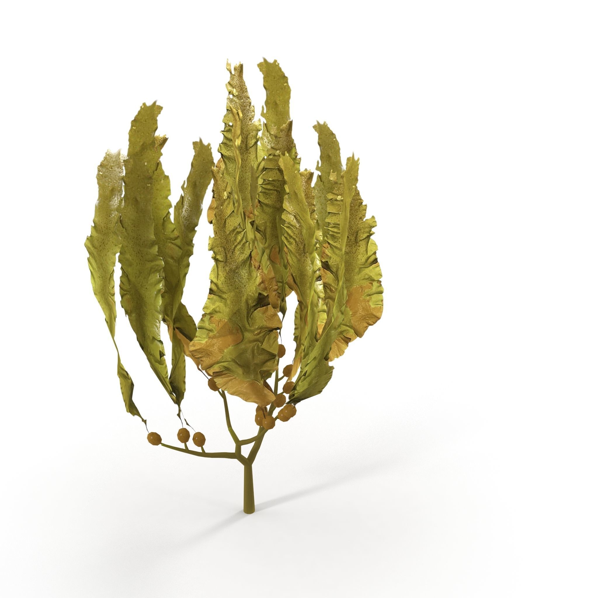 Seaweed Yellow V3 Low-poly 3D model_4