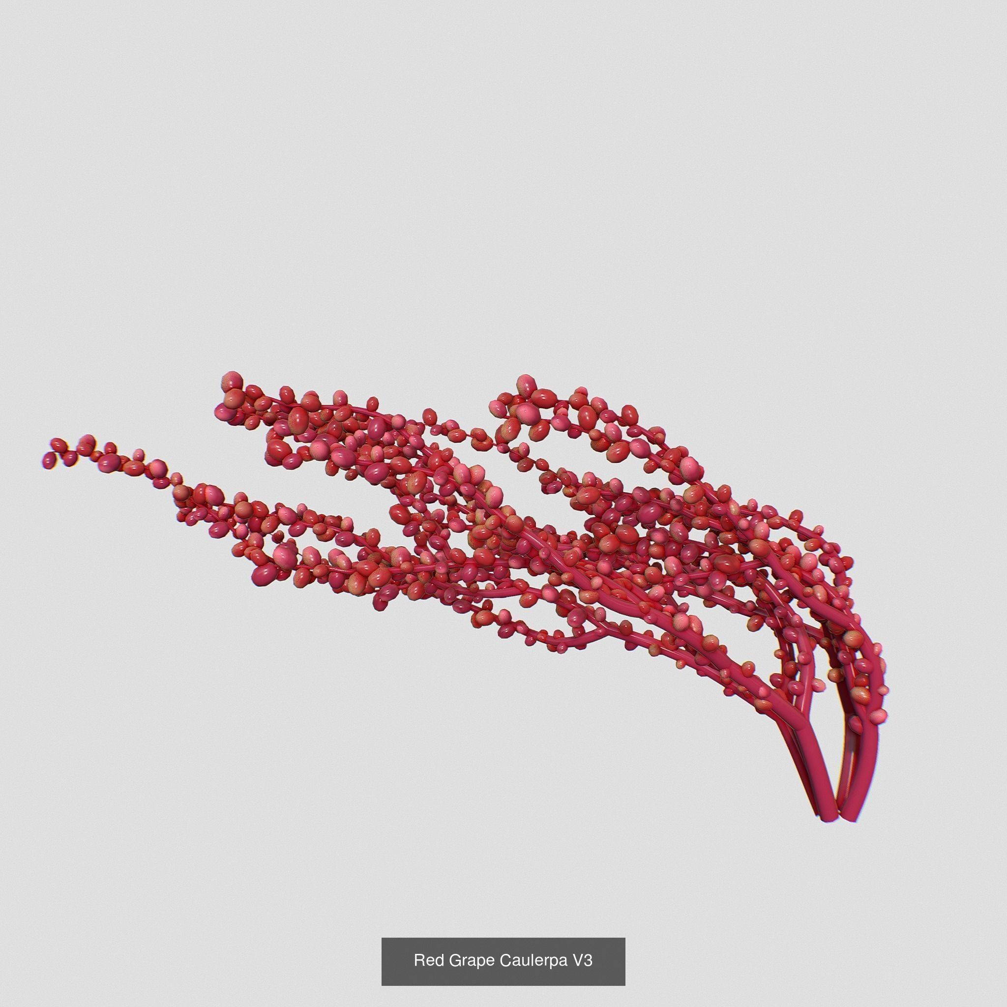 Seaweed set small 3D Model Collection_3