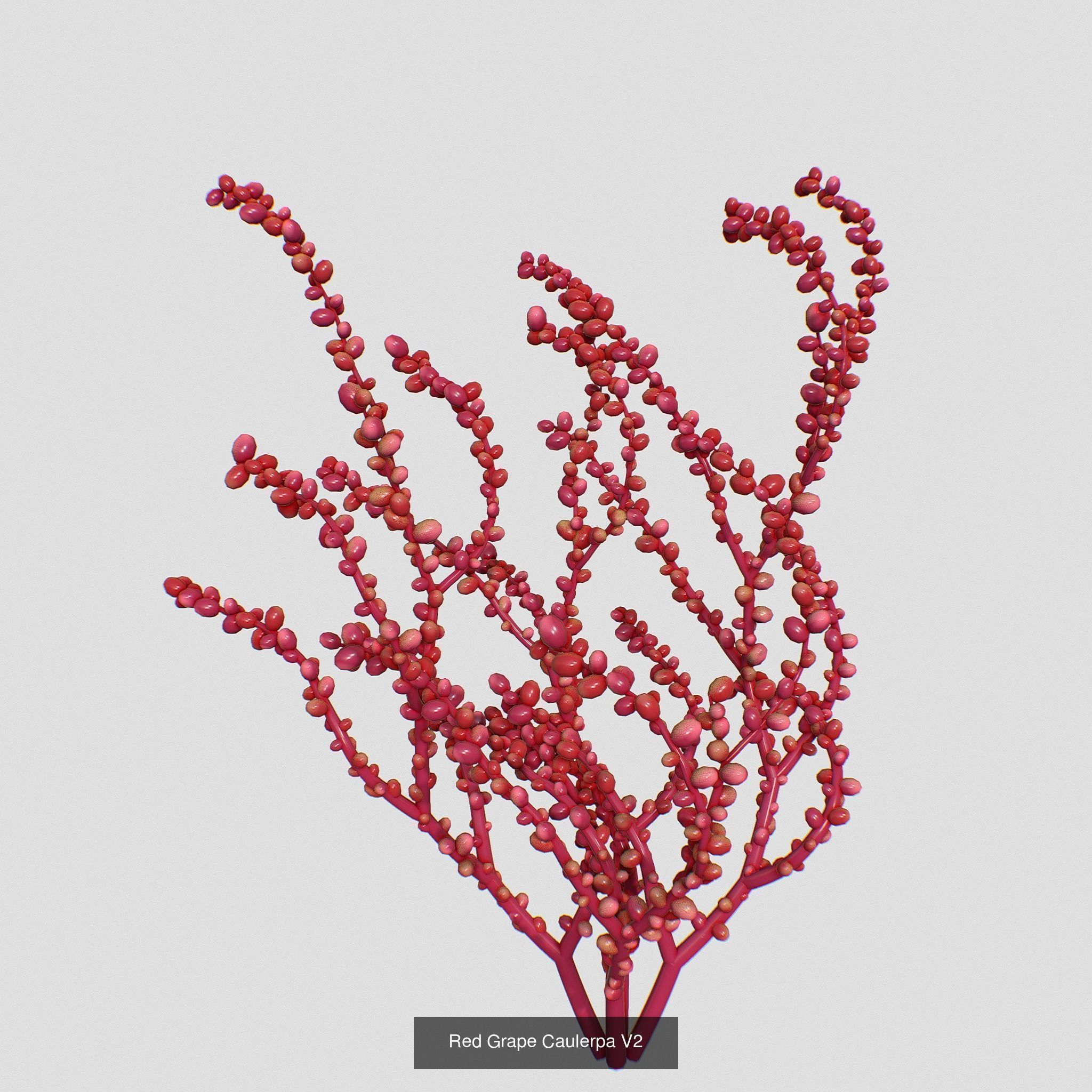 Seaweed set small 3D Model Collection_2