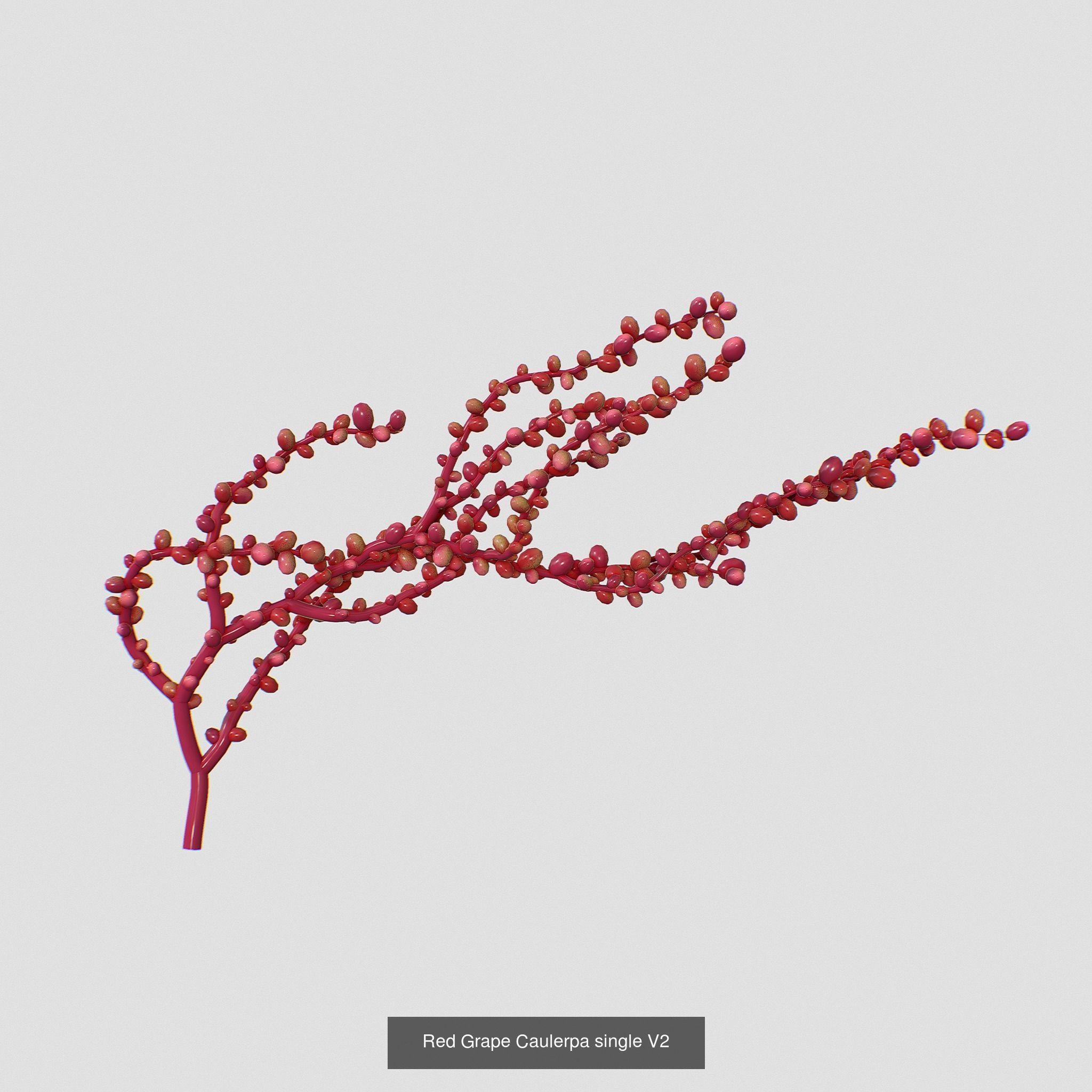 Seaweed set small 3D Model Collection_5