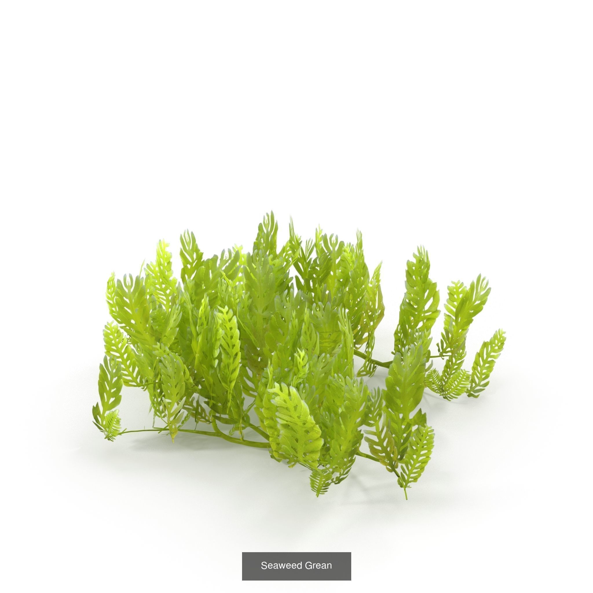 Seaweed set small 3D Model Collection_6