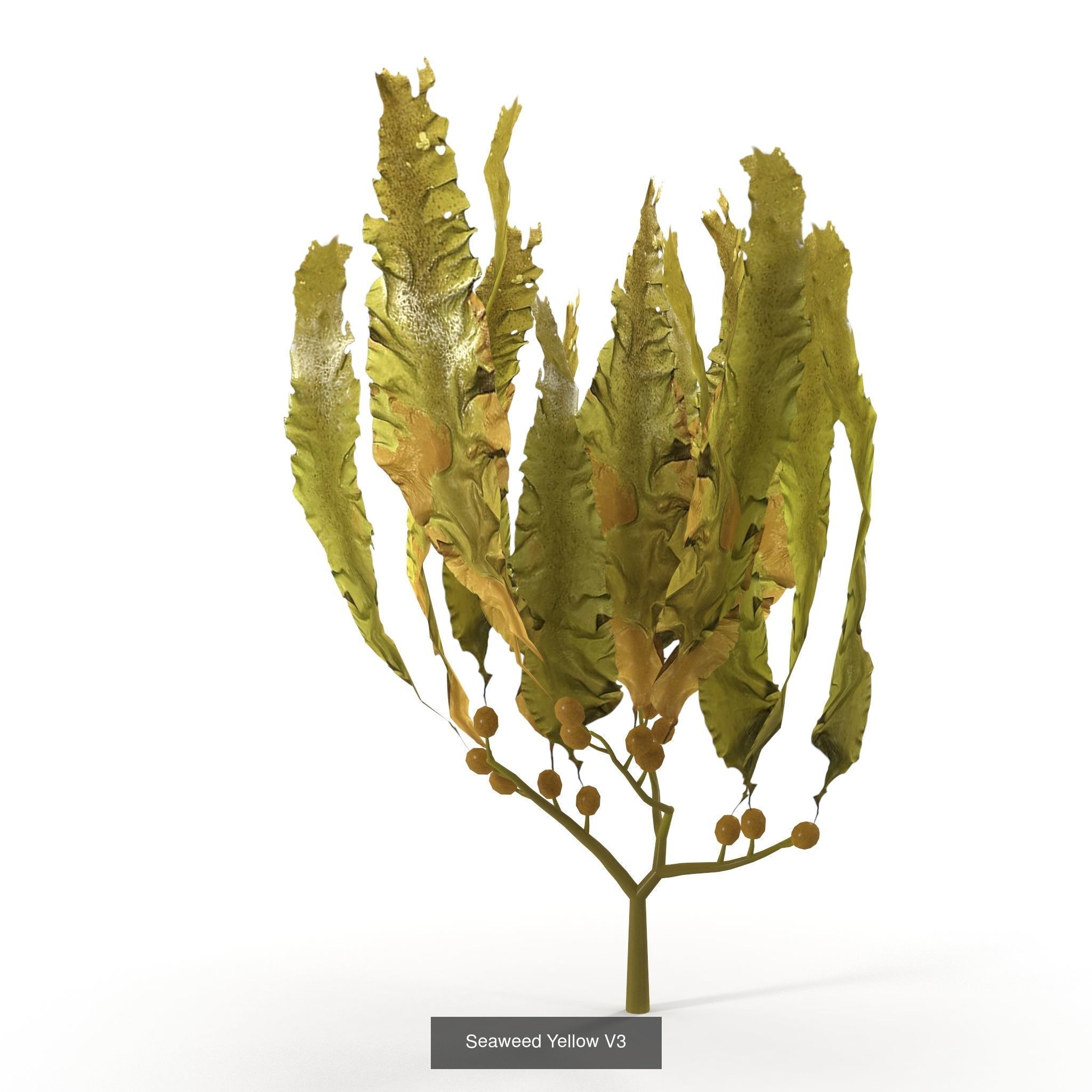 Seaweed set small 3D Model Collection_12