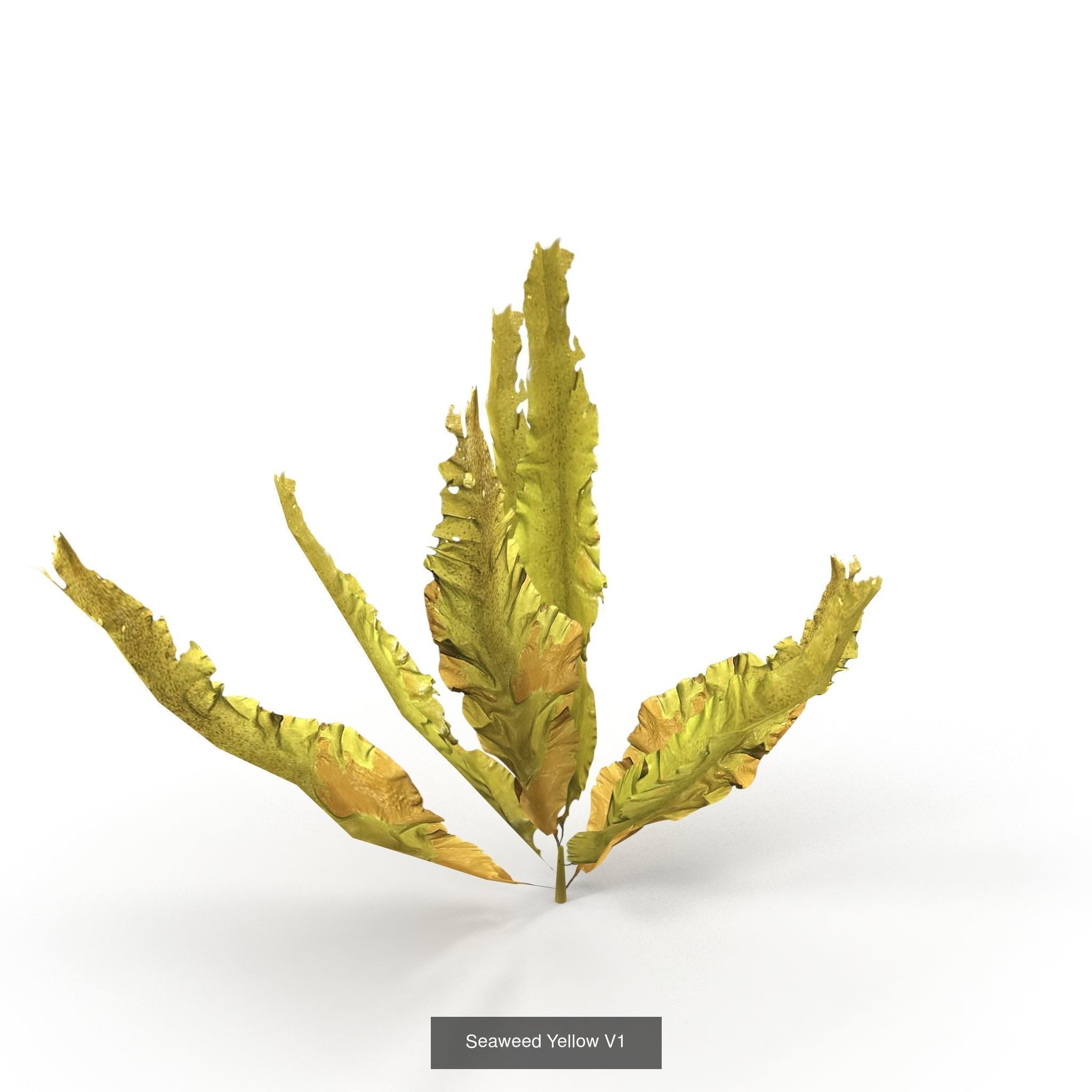 Seaweed set small 3D Model Collection_10