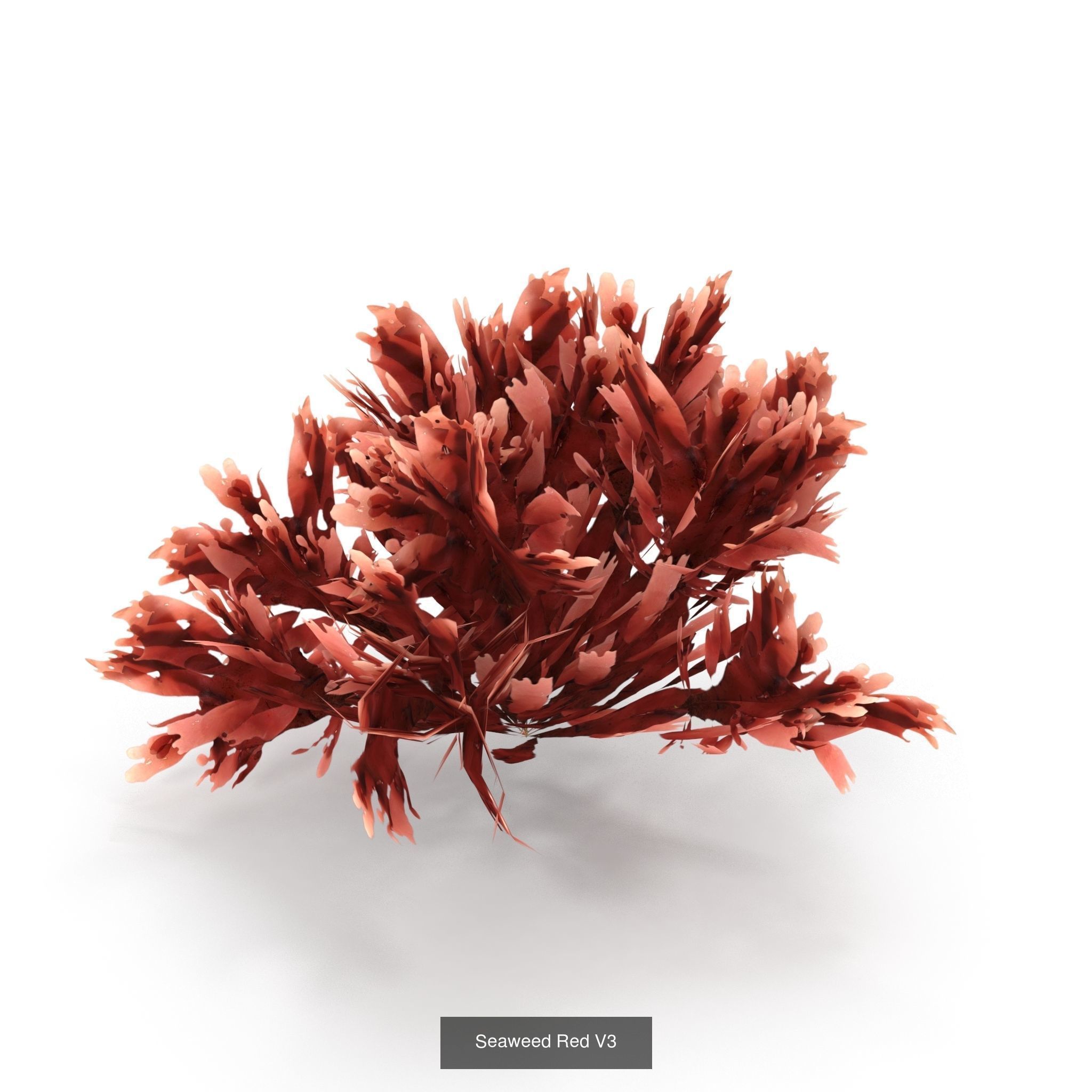 Seaweed set small 3D Model Collection_9