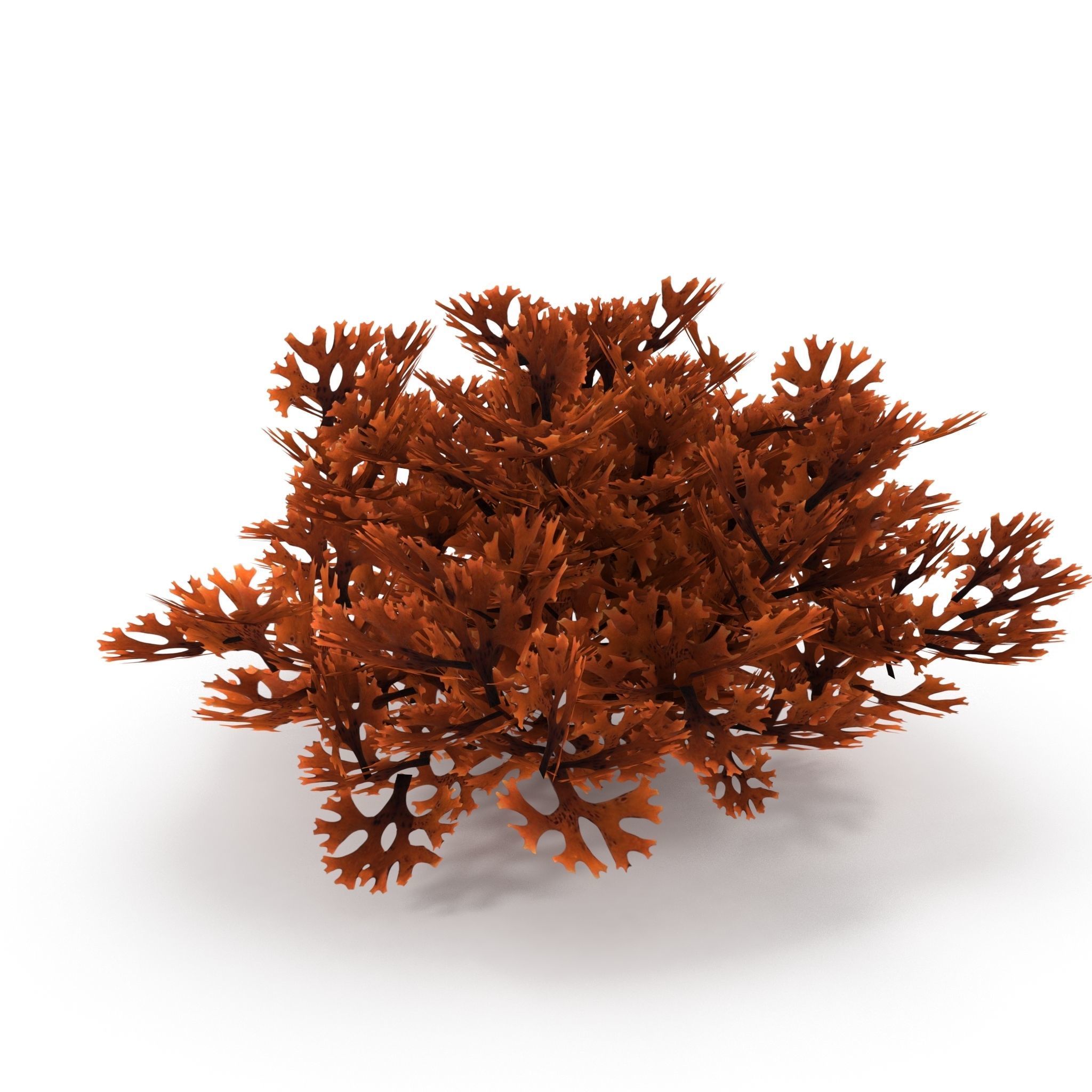 Seaweed set small 3D Model Collection_16