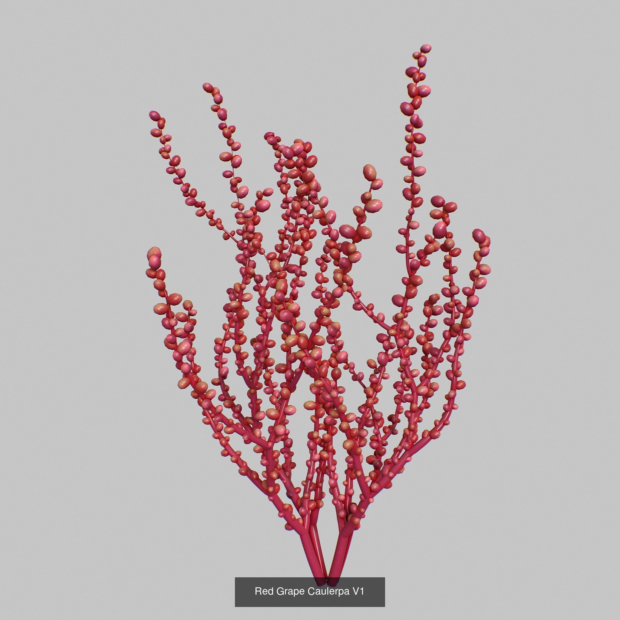 Seaweed set small 3D Model Collection_1