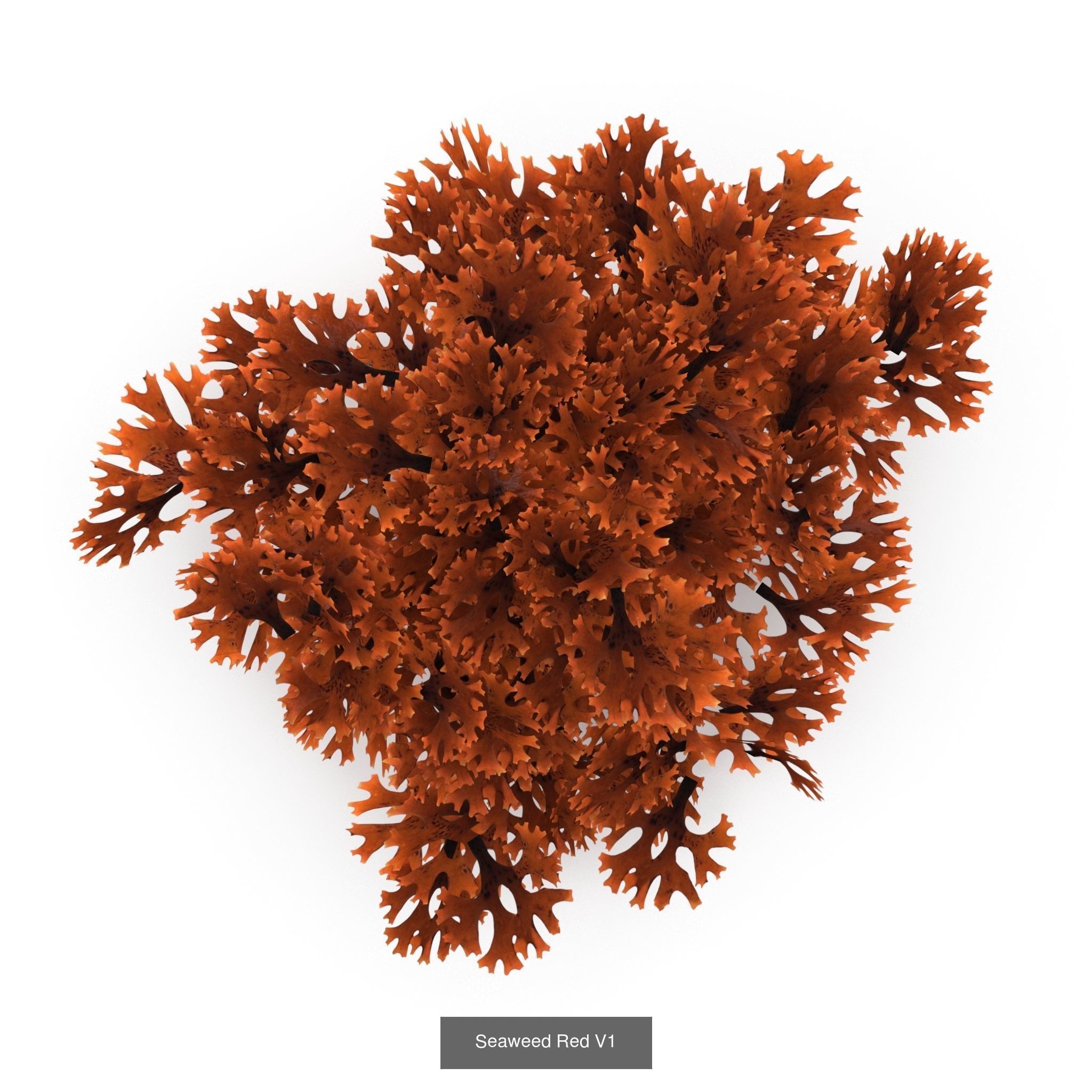 Seaweed set small 3D Model Collection_7