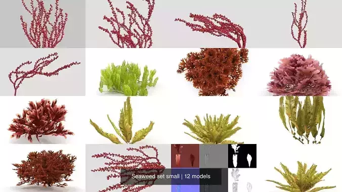 Seaweed set small 3D Model Collection