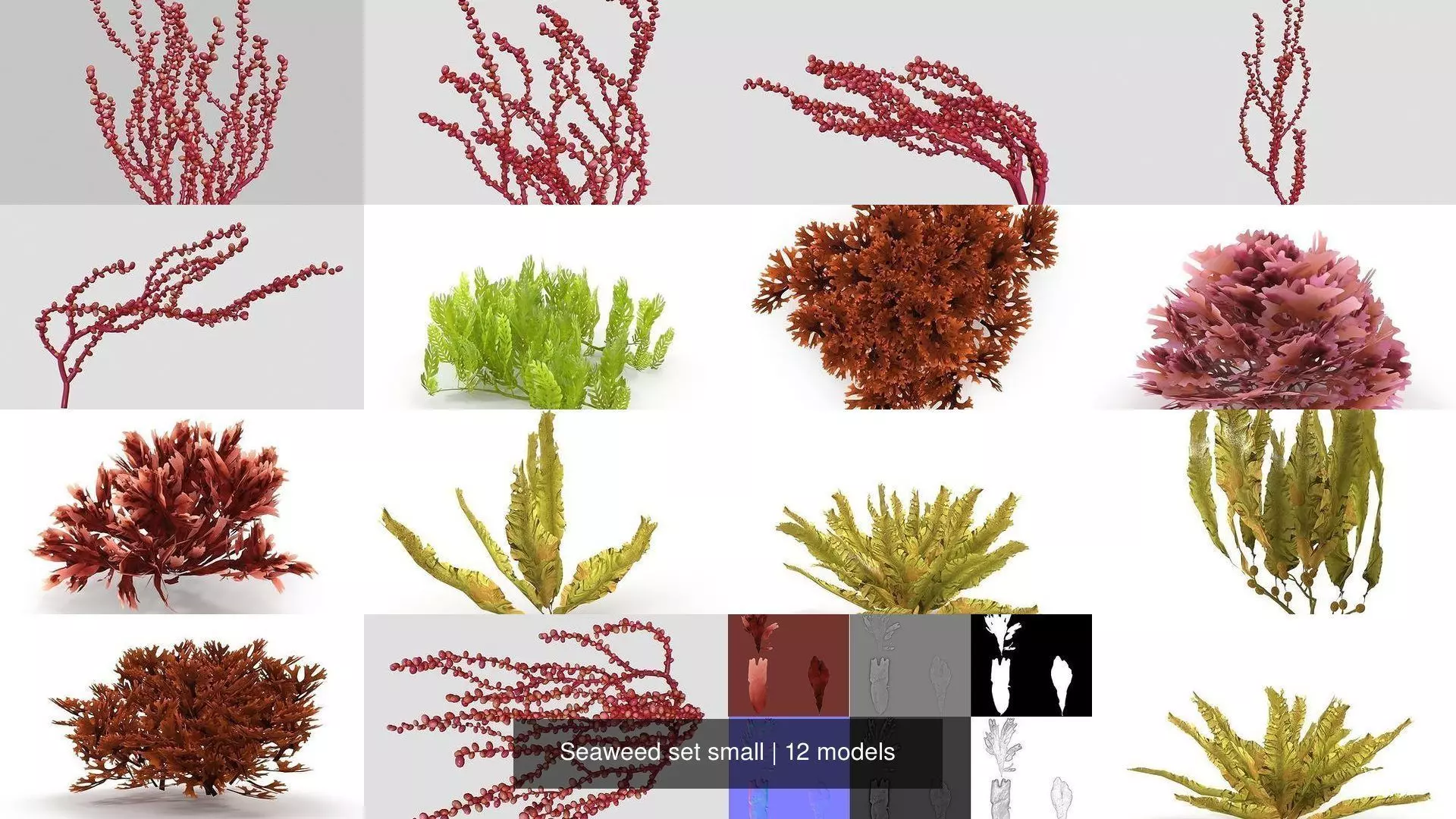 Seaweed set small 3D Model Collection_0