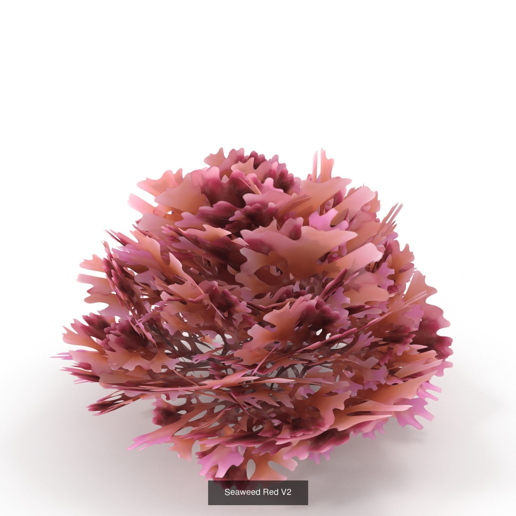 Seaweed set small 3D Model Collection_8